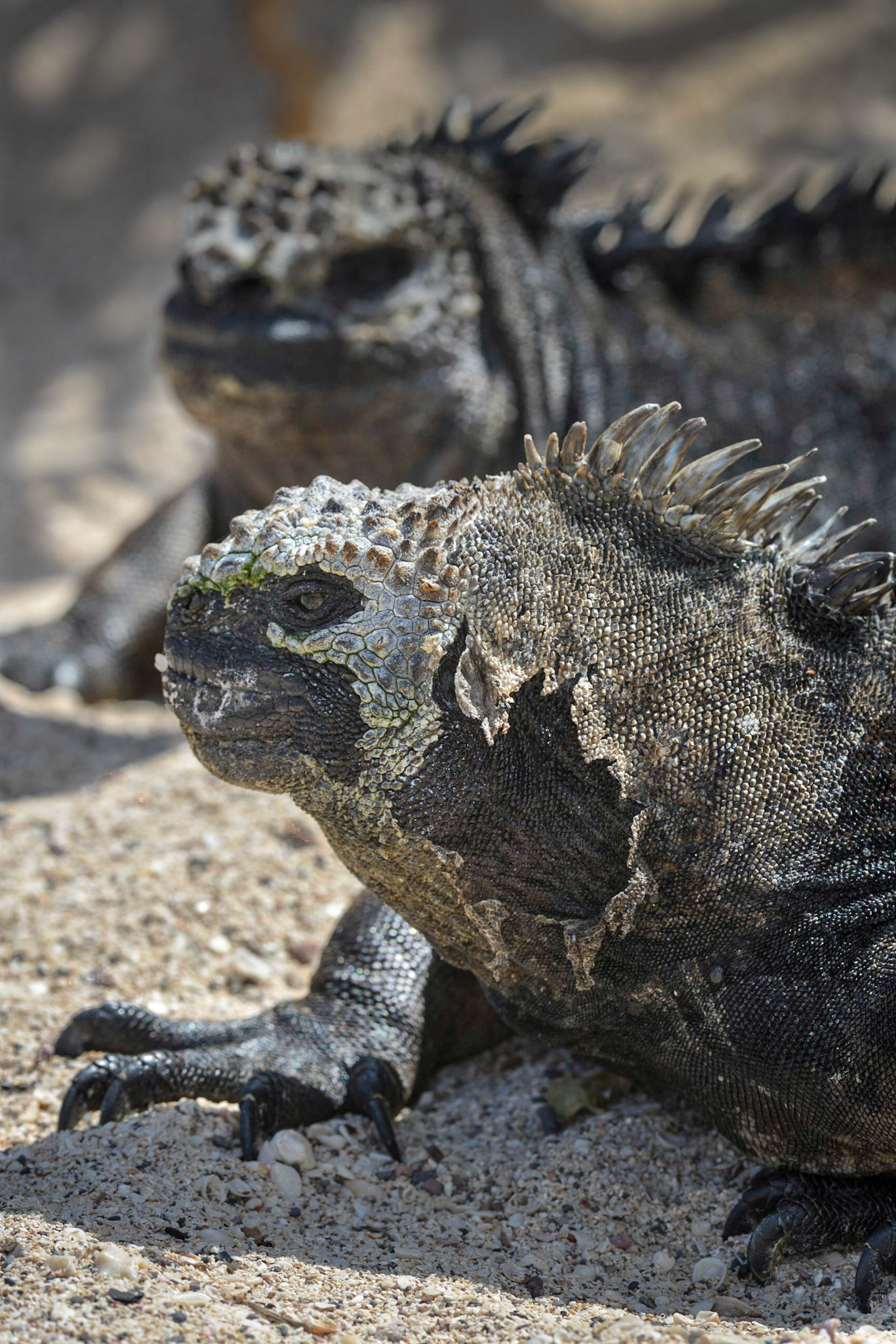Marine Iquanas (Amblrhynchus cristatus - Endemic), Playa Punta Carola, Isla San Cristóbal, Galápagos Islands, Ecuador