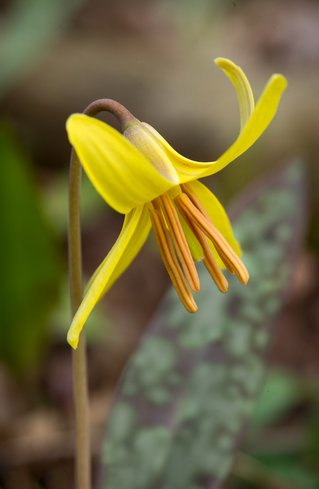 Trout Lily, close-up
