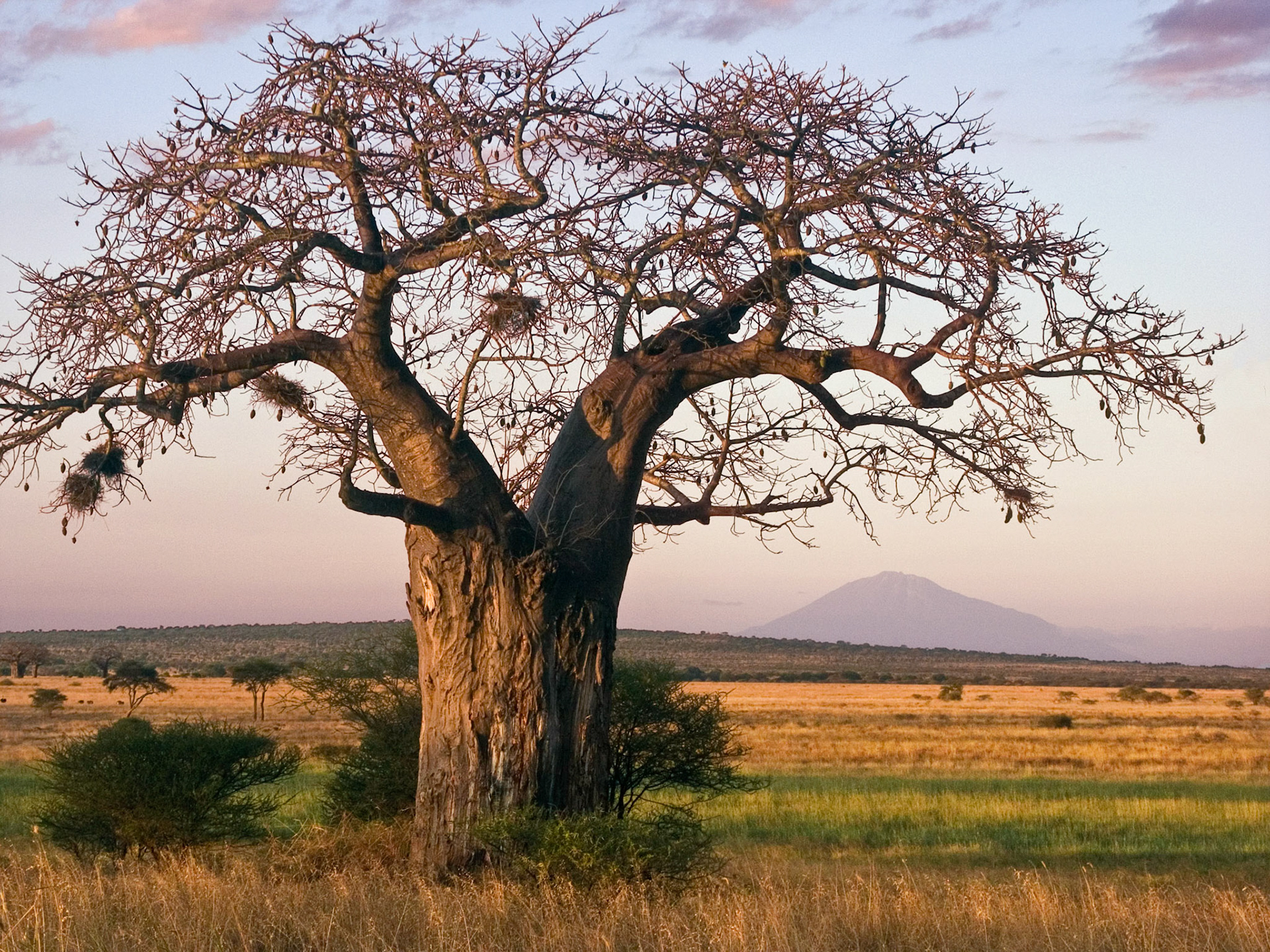 A bare-branched baobab in the golden light of evening stands against a blue sky with the profile of Mount Meru and the plains of East Africa in the background; Tarangire National Park, Tanzania