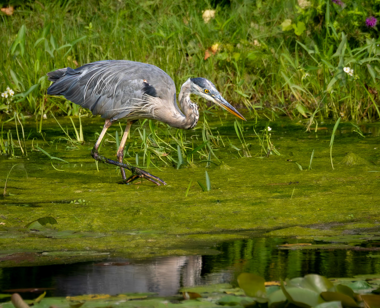 Great Blue Heron ( Ardea herodias) stalking