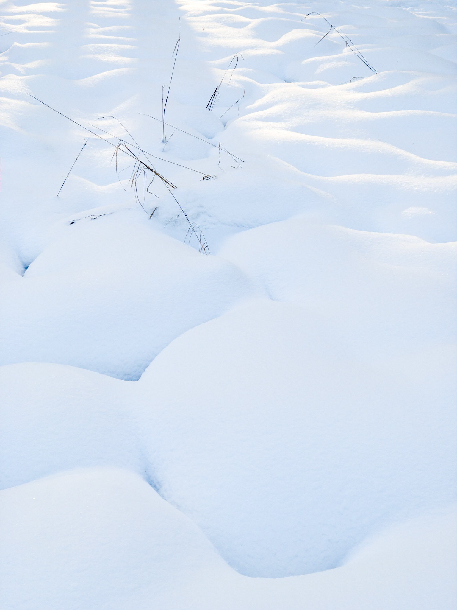 Snow Hummocks and Grasses, Arboretum
