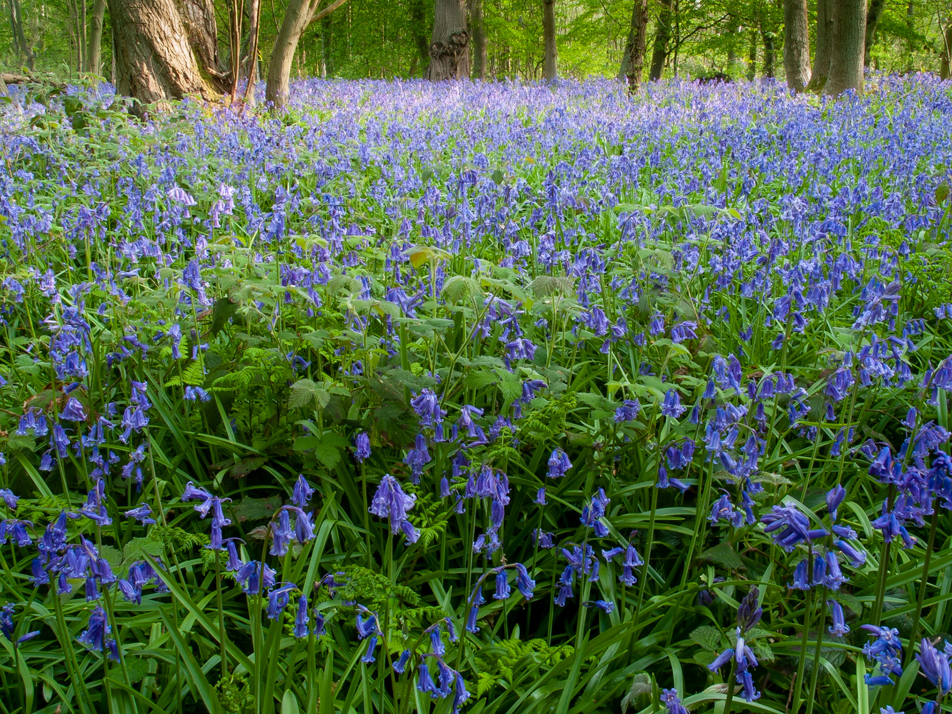 Bluebells, Blake's Wood, Danbury, Essex, England