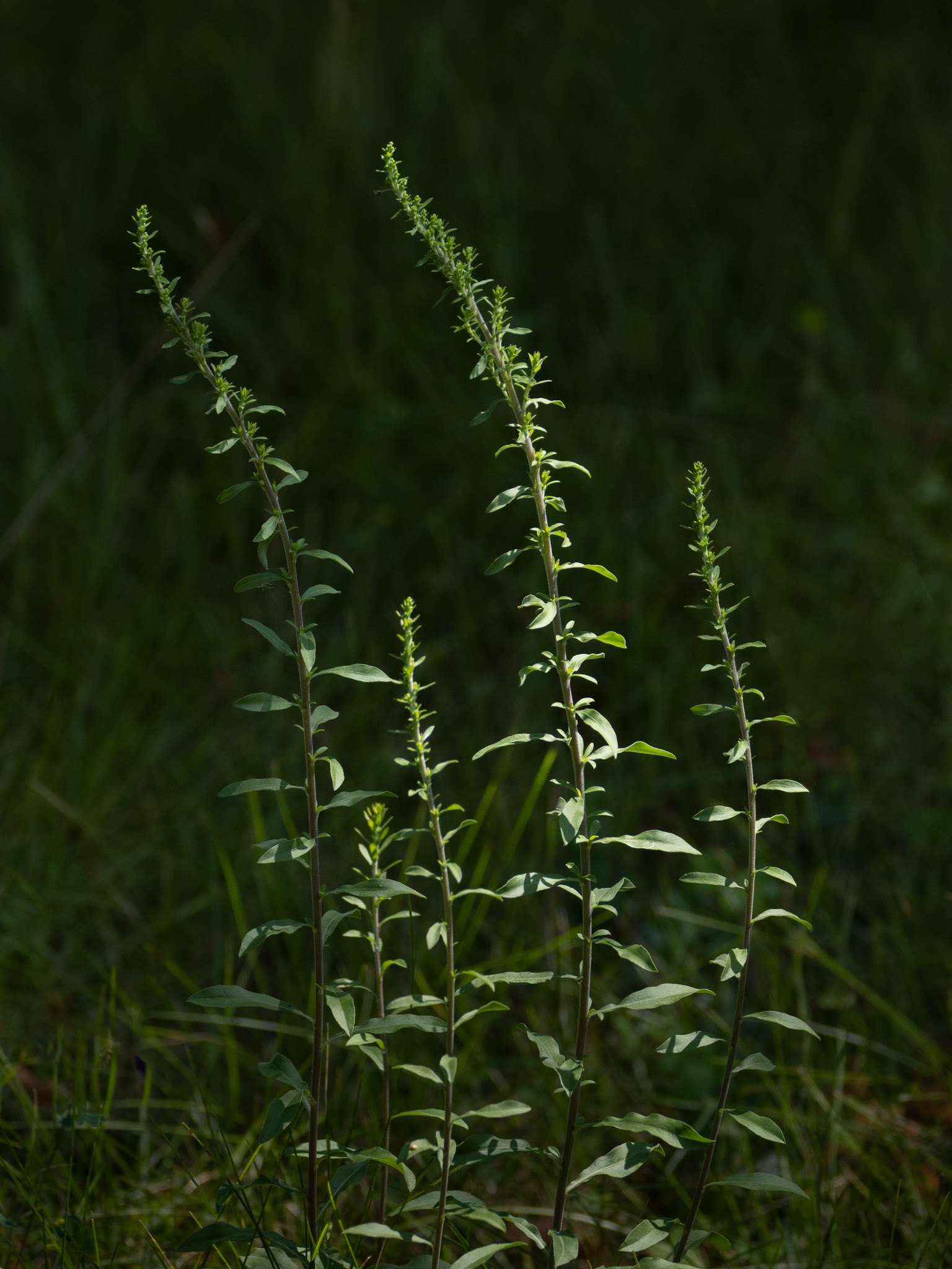 Grey Goldenrod