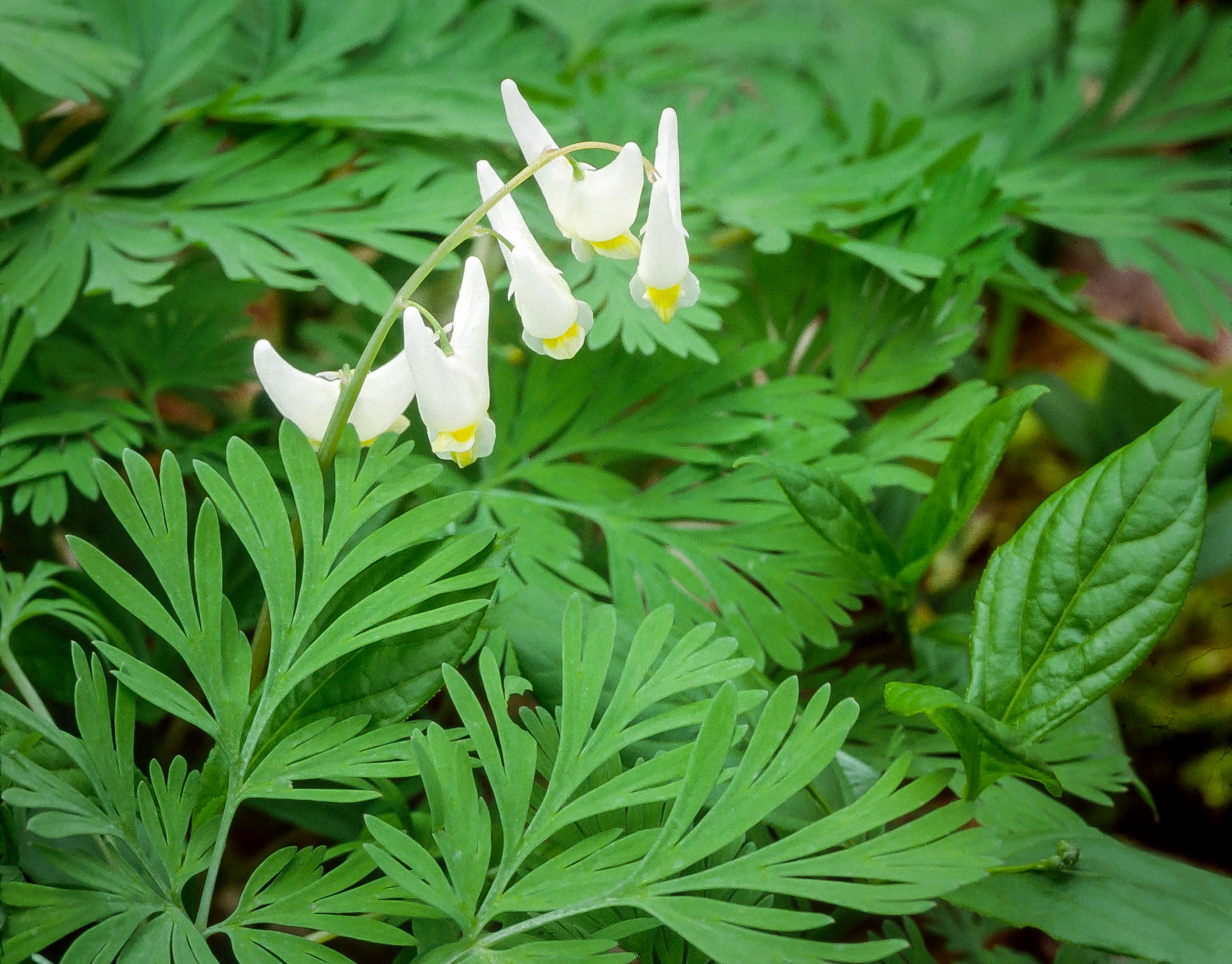 Dutchman’s Breeches - H