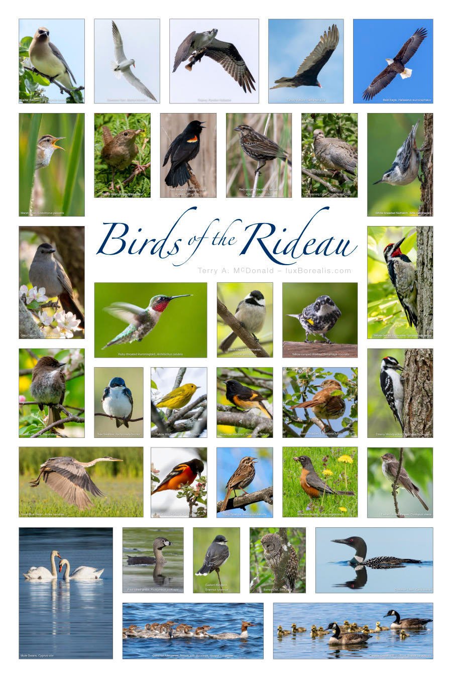 Birds of the Rideau → go to Prints