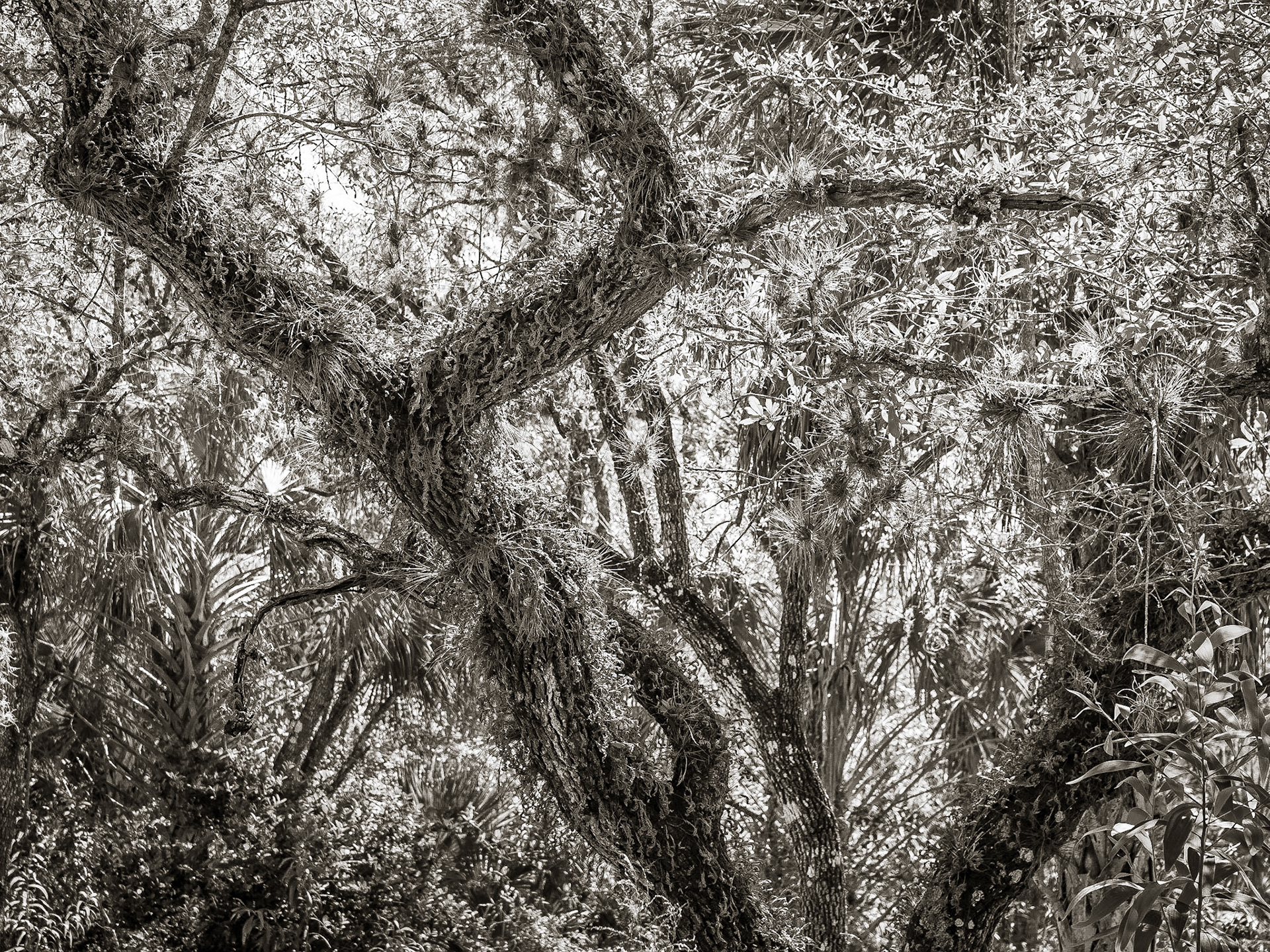 Mangroves, Clam Pass, Naples, Florida, USA