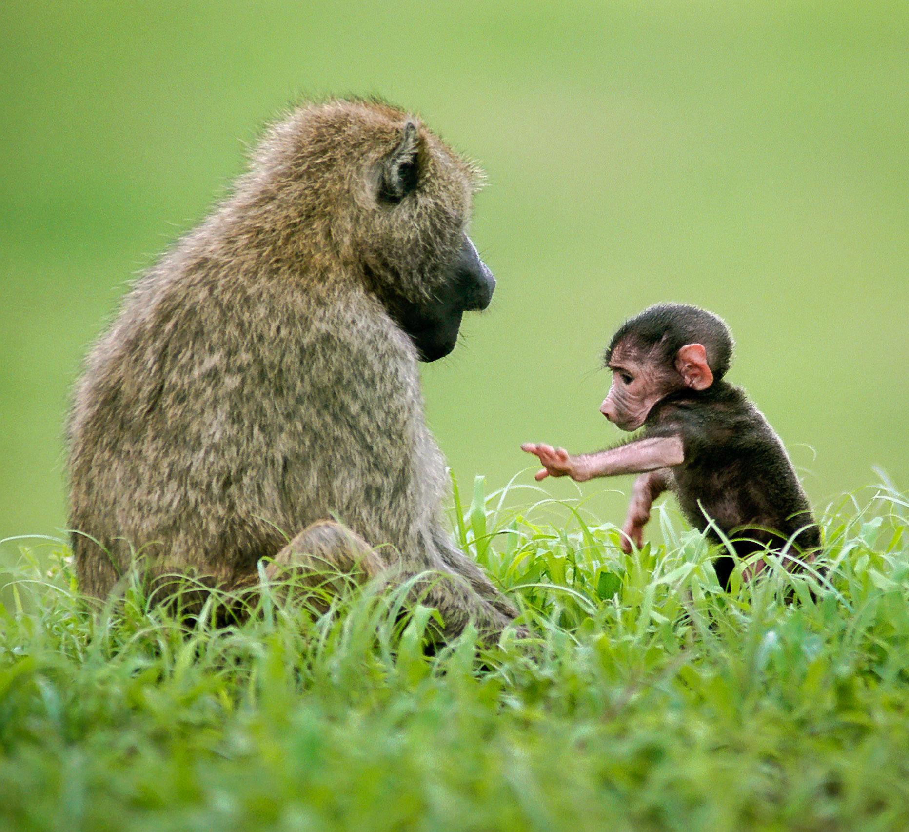 A baby baboon stretches its arm towards a mother baboon amidst green vegetation on a wet morning in Tarangire National Park, Tanzania