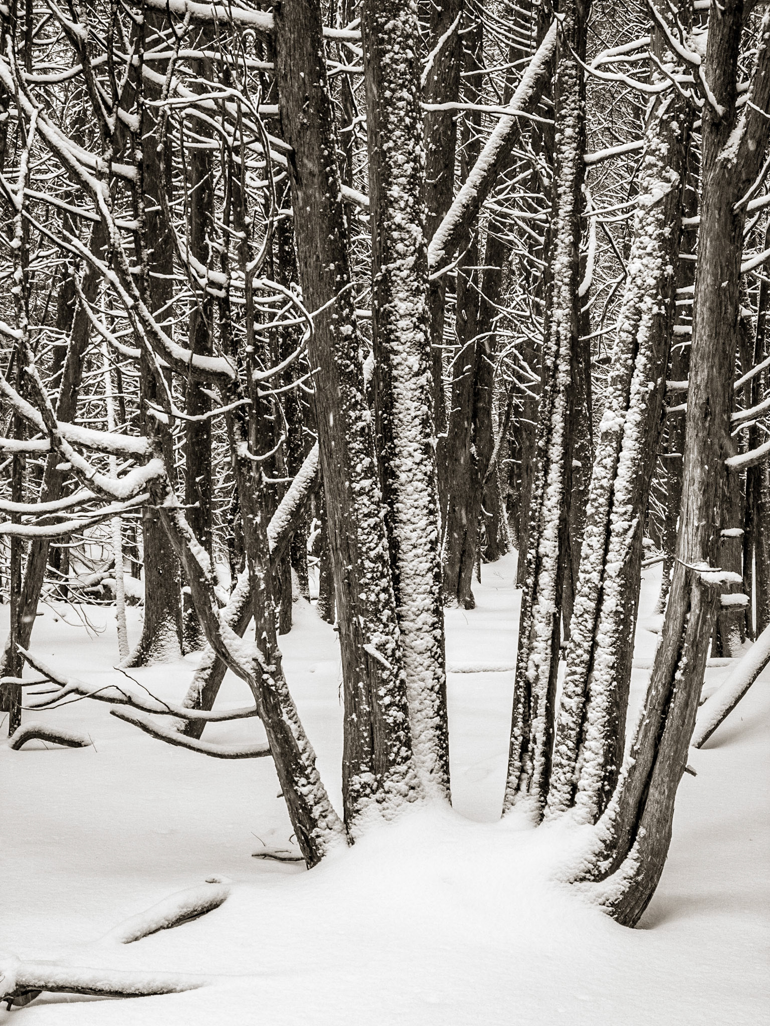 Cedars, Winter, Speed River Trail, Guelph