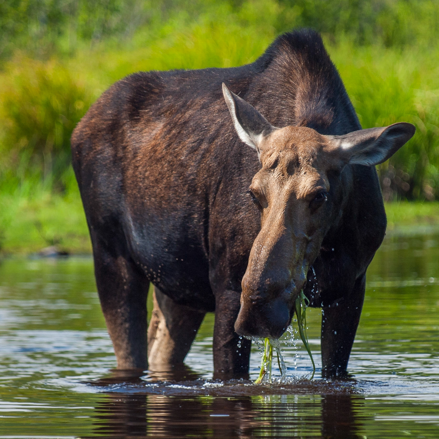 Cow Moose, Algonquin Provincial Park