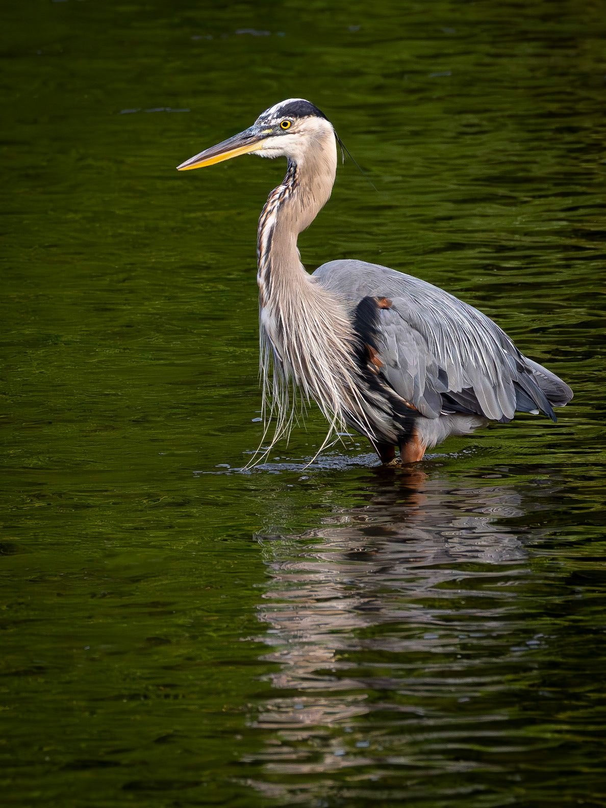Great Blue Heron wading in deep