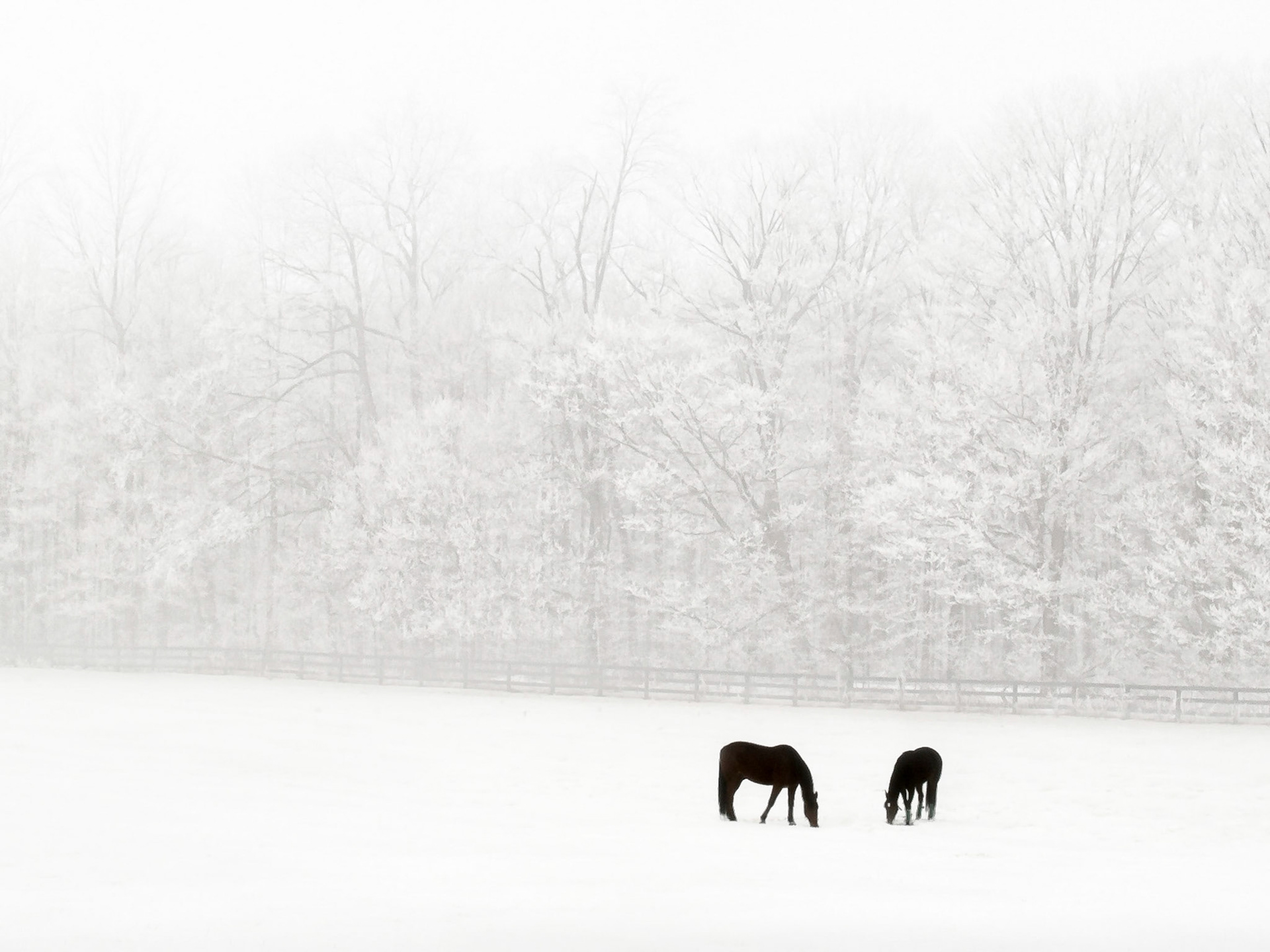 Two horses stand in a snow-covered paddock in front of a forest of bare branch deciduous trees obscured by a winter fog.