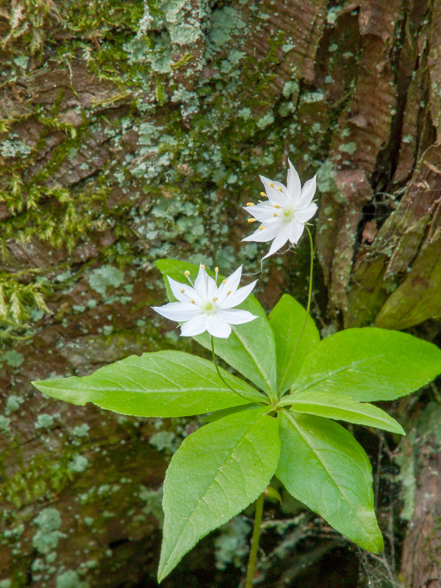 Star Flower