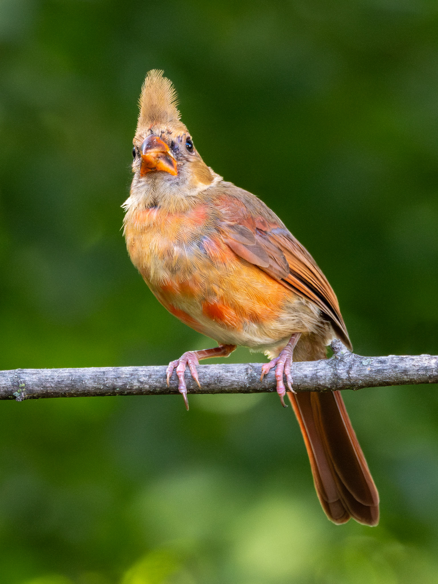 Northern Cardinal, Juvenile (Cardinalis cardinalis)