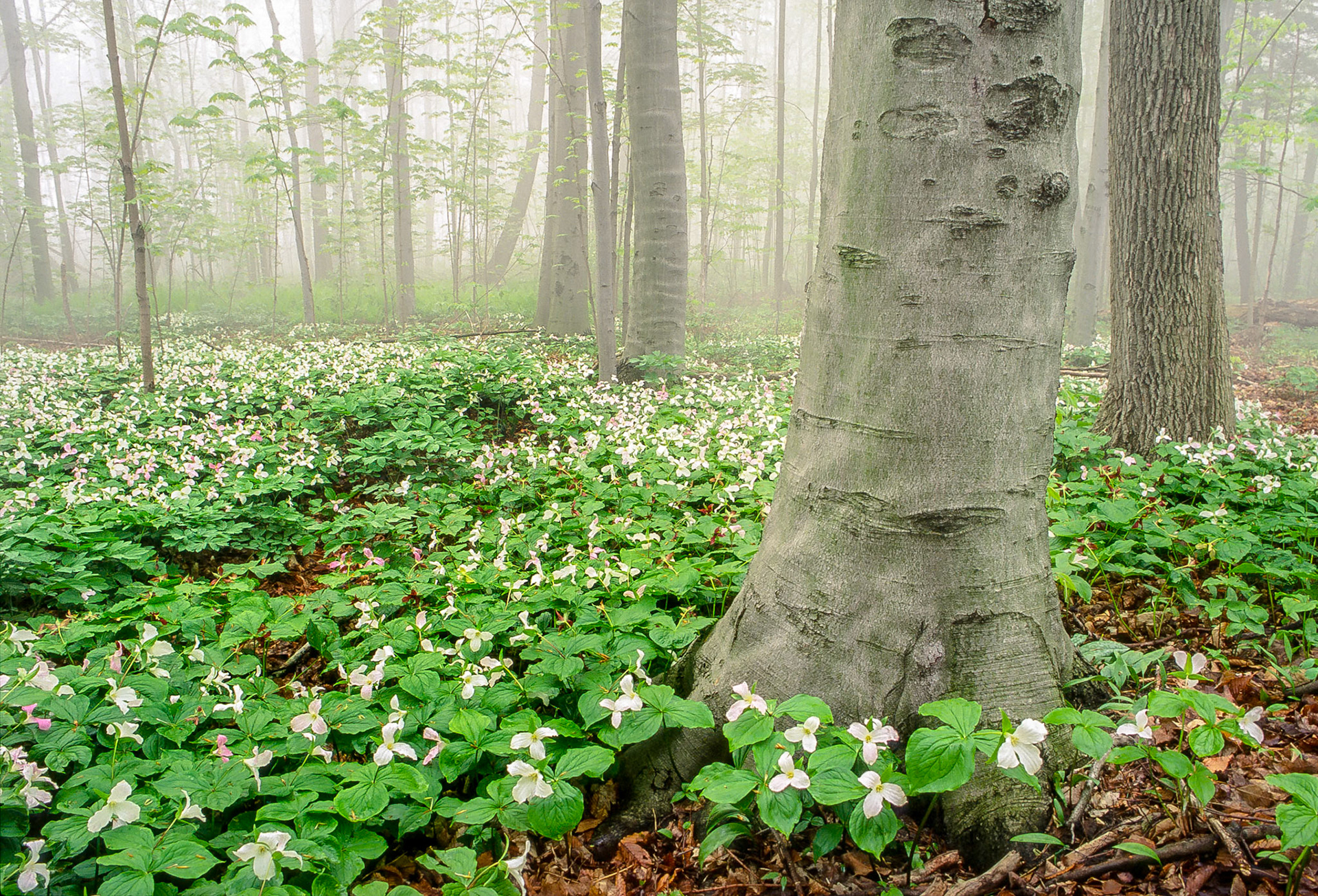 Trilliums in a Beech wood at sunrise