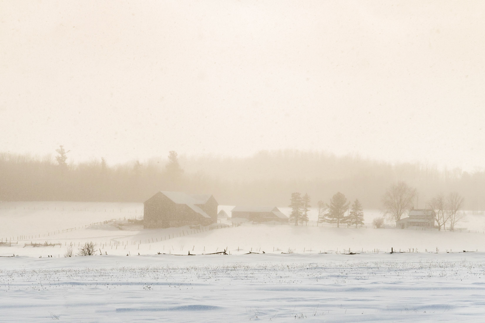 A snow covered farm and barn in a open field with forest treelike behind are obscured by a snow squall in bright warm, golden light