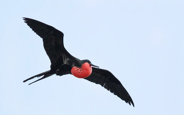 Magnificent Frigatebird (Frigata magnificens), Isla San Cristóbal, Galápagos Islands, Ecuador