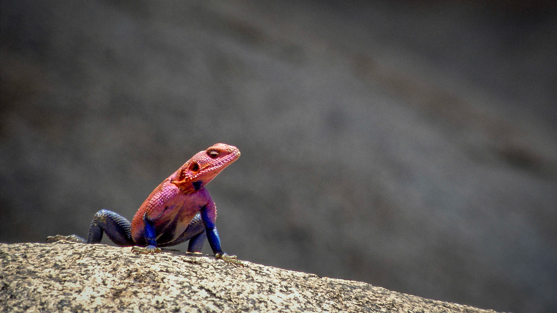 A bright red and blue male agama lizard stands on the granite of a kopje looking for its next meal, Serengeti National Park, Tanzania