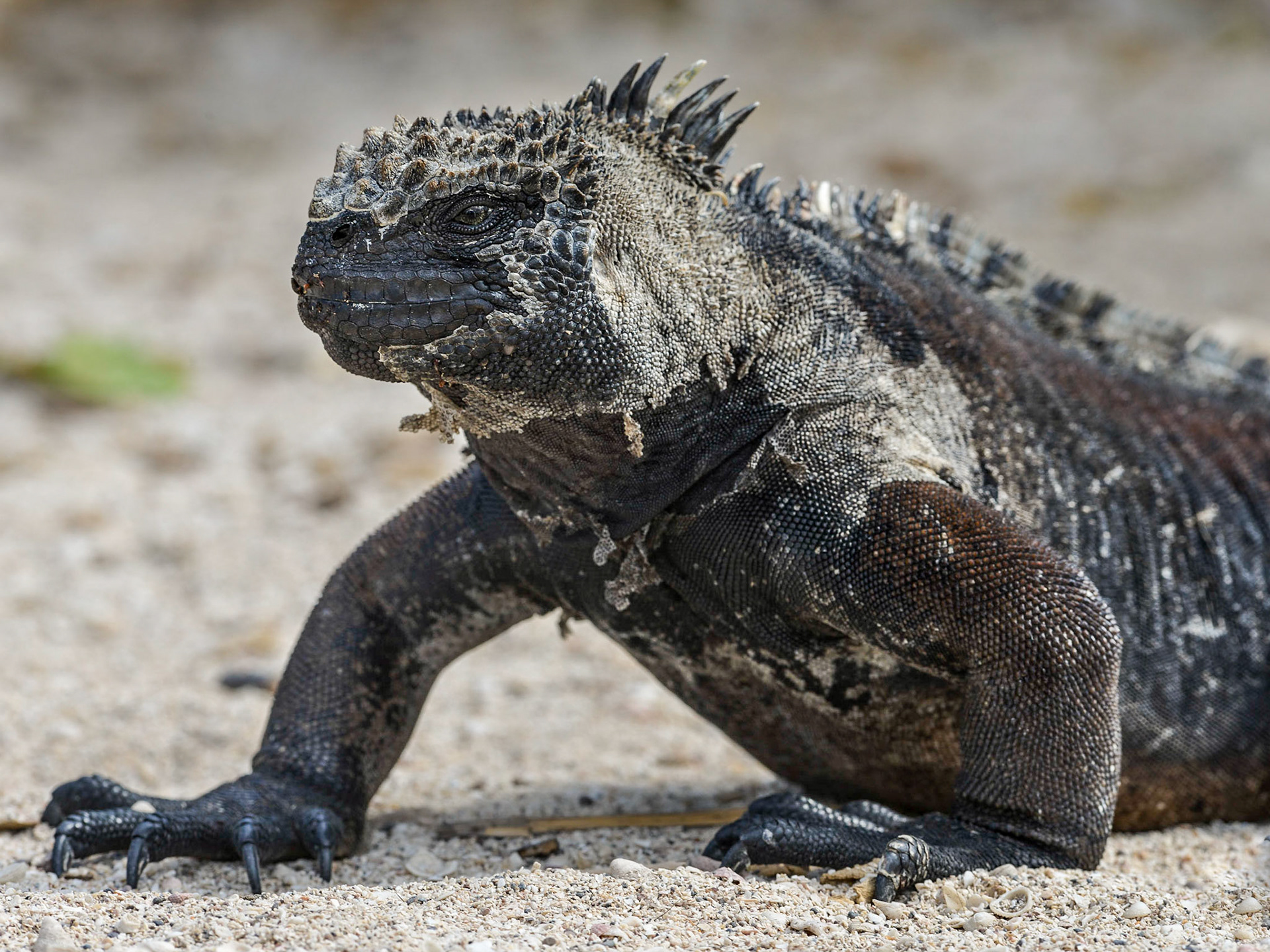 Marine Iquana (Amblrhynchus cristatus - Endemic), Playa Punta Carola, Isla San Cristóbal, Galápagos Islands, Ecuador