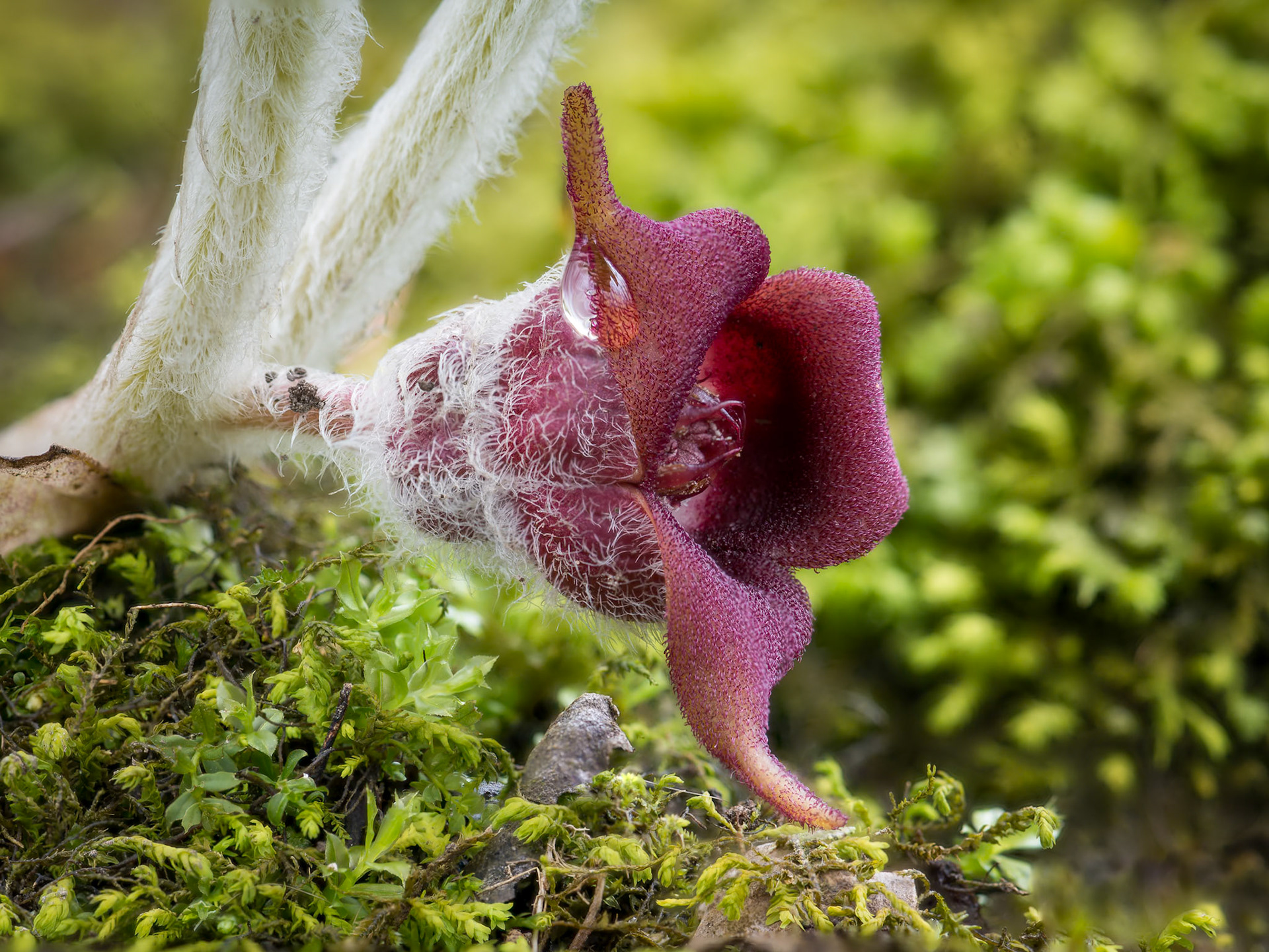 Wild Ginger - H