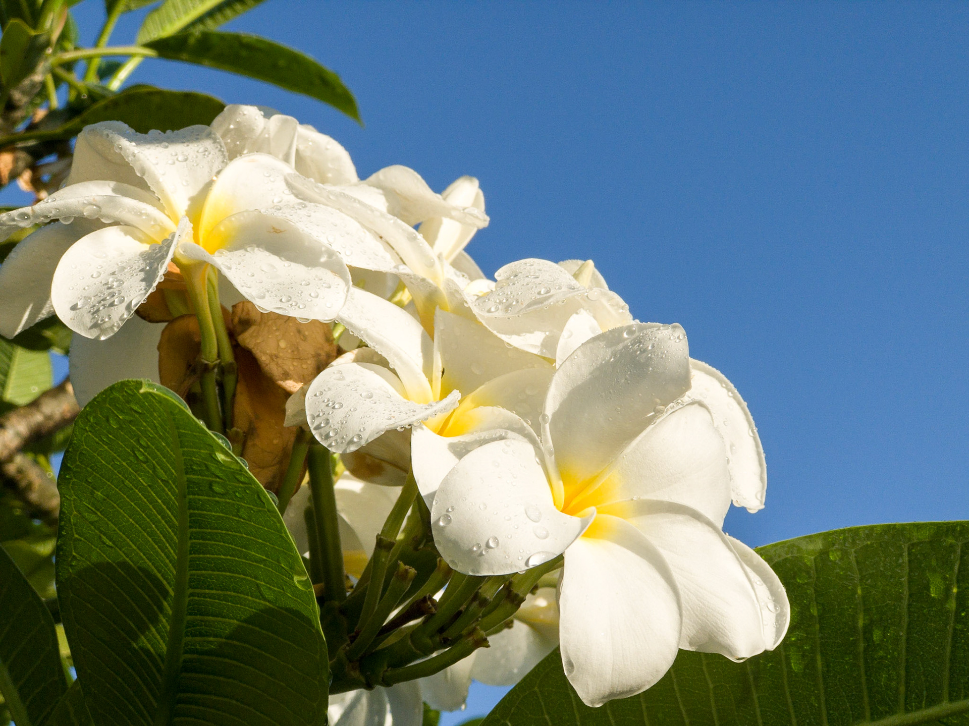 Frangipani (Plumeria spp.)