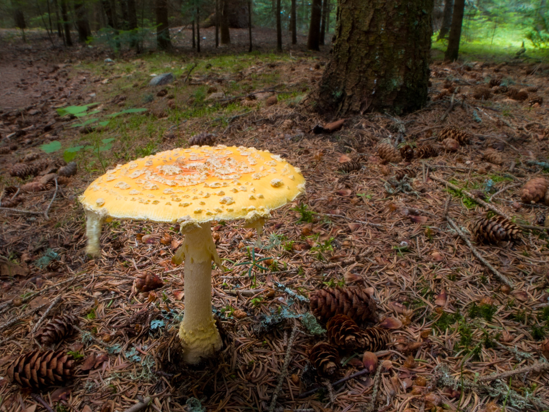 Fly Agaric Mushroom (Amanita muscaria), Lake Superior Provincial Park, Ontario, Canada