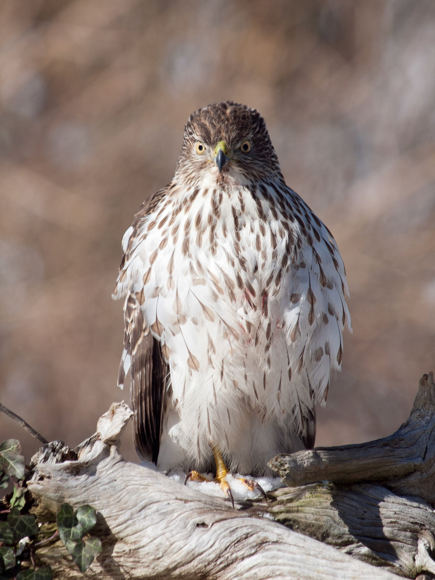 Juvenile Cooper's Hawk