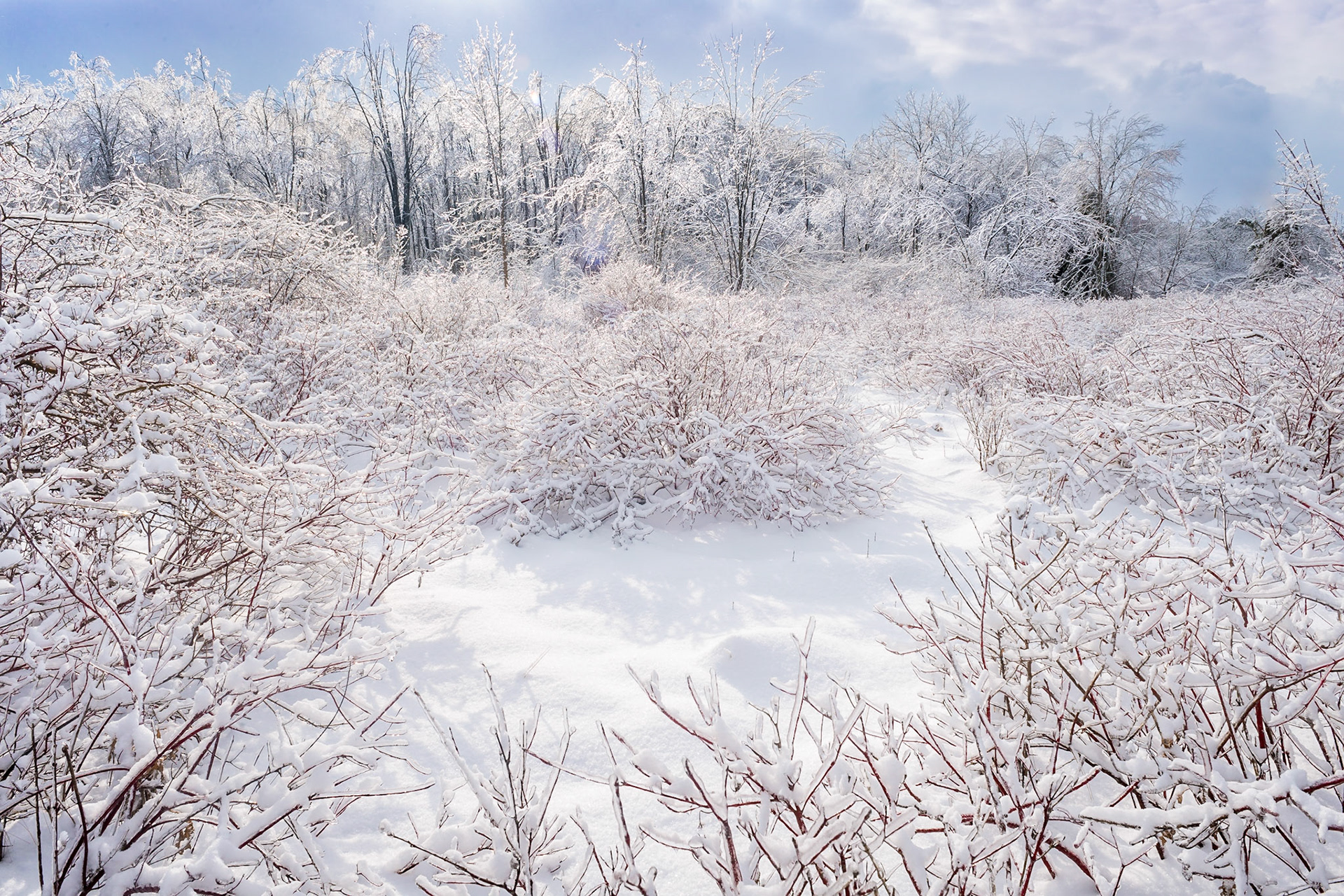 Wintery Red Osier