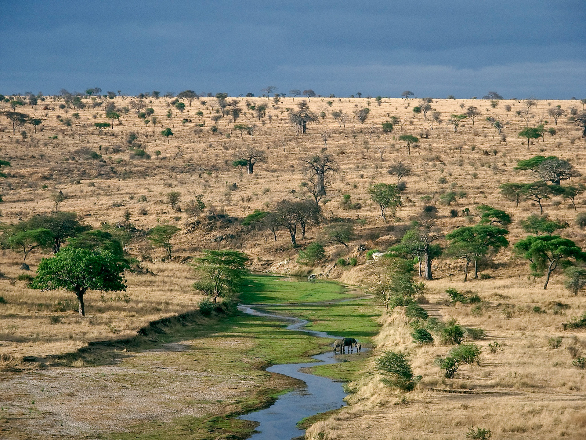 A family group of elephants languishes along the Tarangire River, winding it's way into view amidst a landscape of brown grasses, green acacias and bar baobab trees in Tarangire National Park, Tanzania