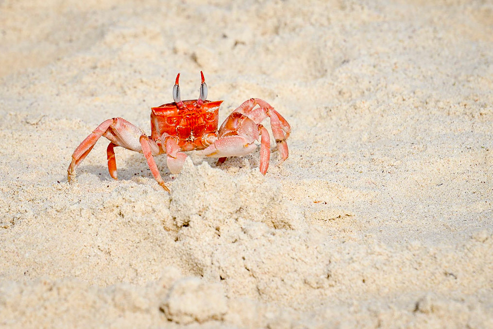 Day out snorkelling at Kicker Rock and Playa Cerro Brujo