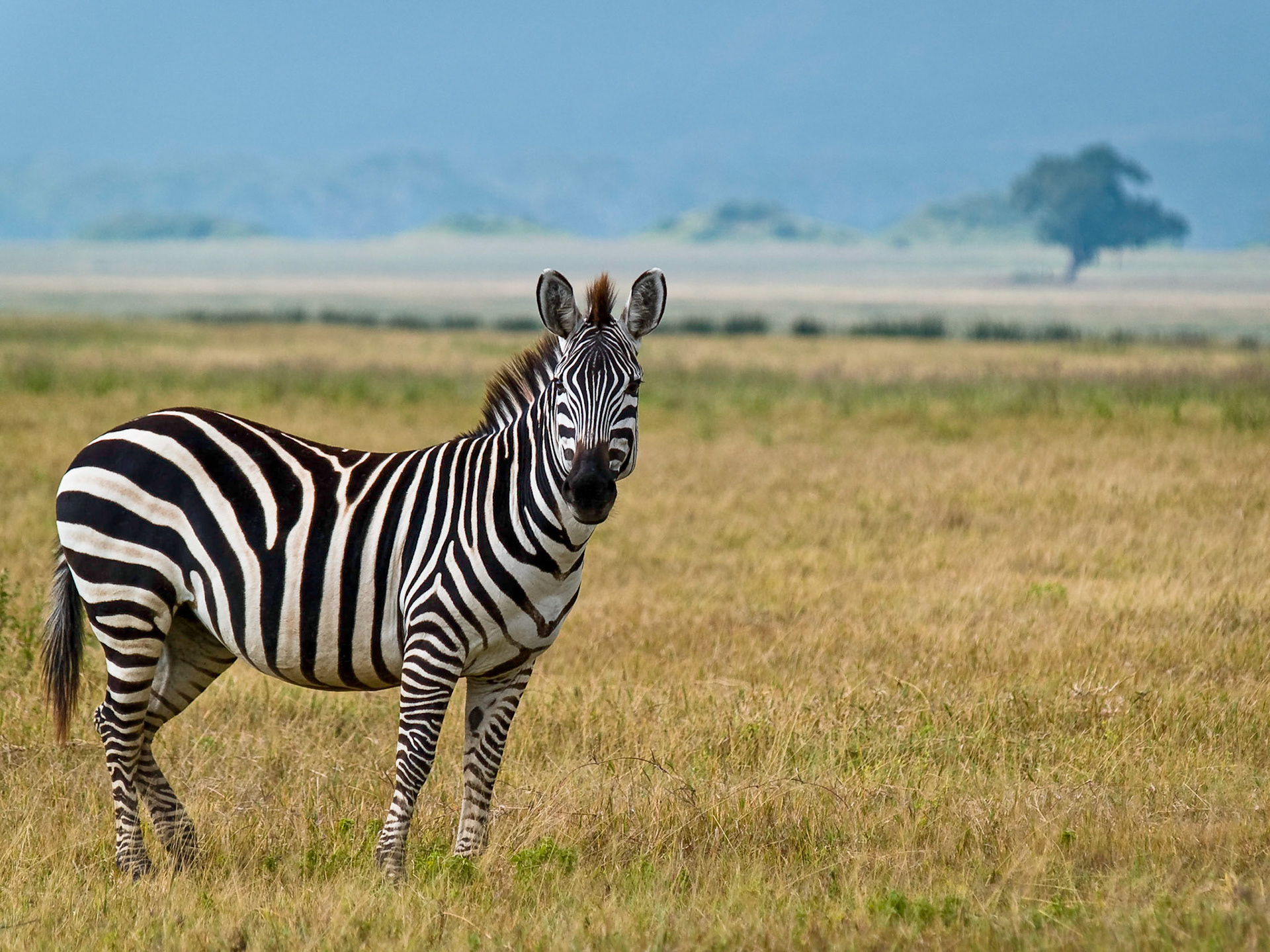 A lone zebra stands out in contrast to the smooth grasses of Ngorongoro Crater, Tanzania