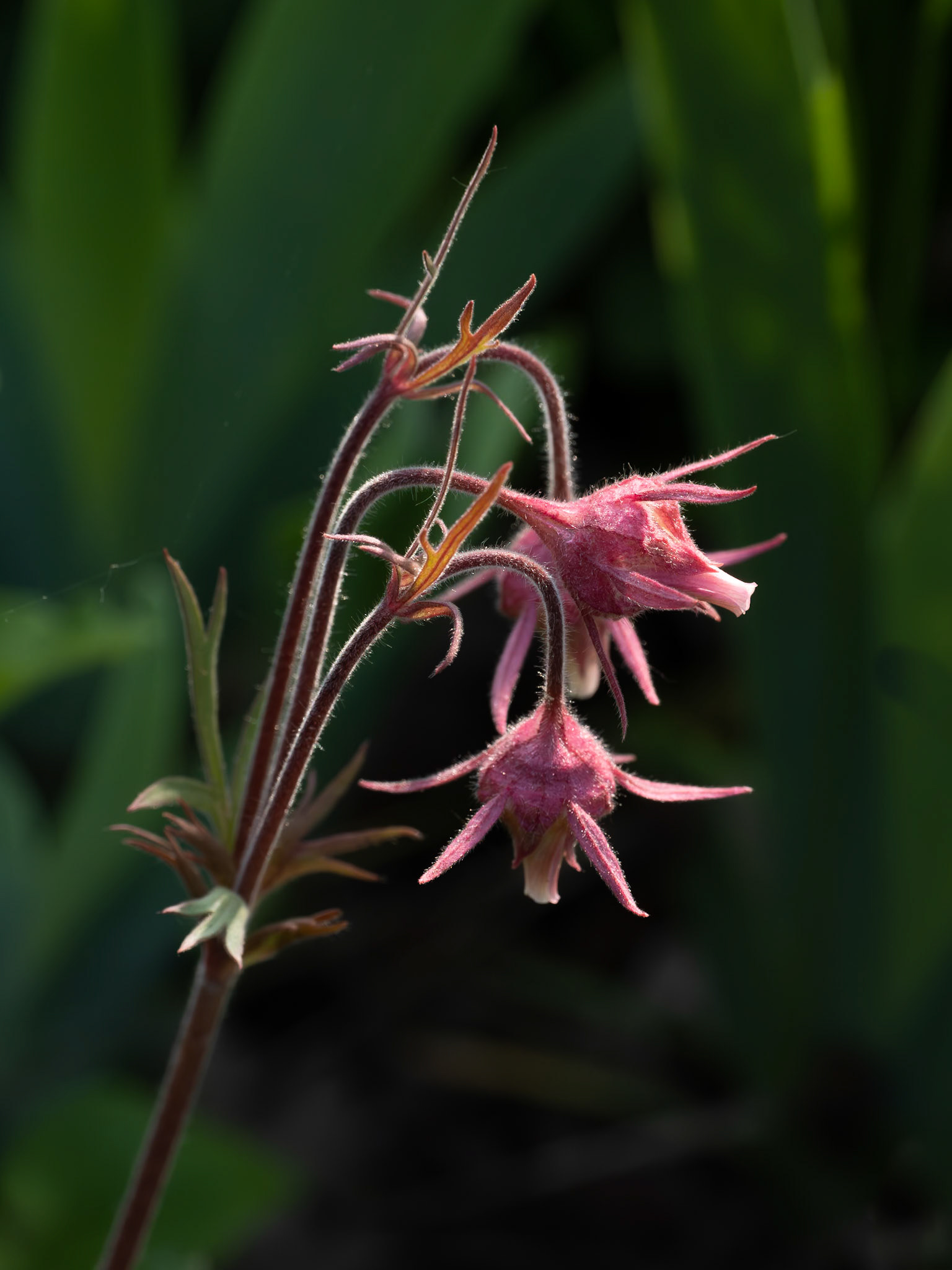 Prairie Smoke