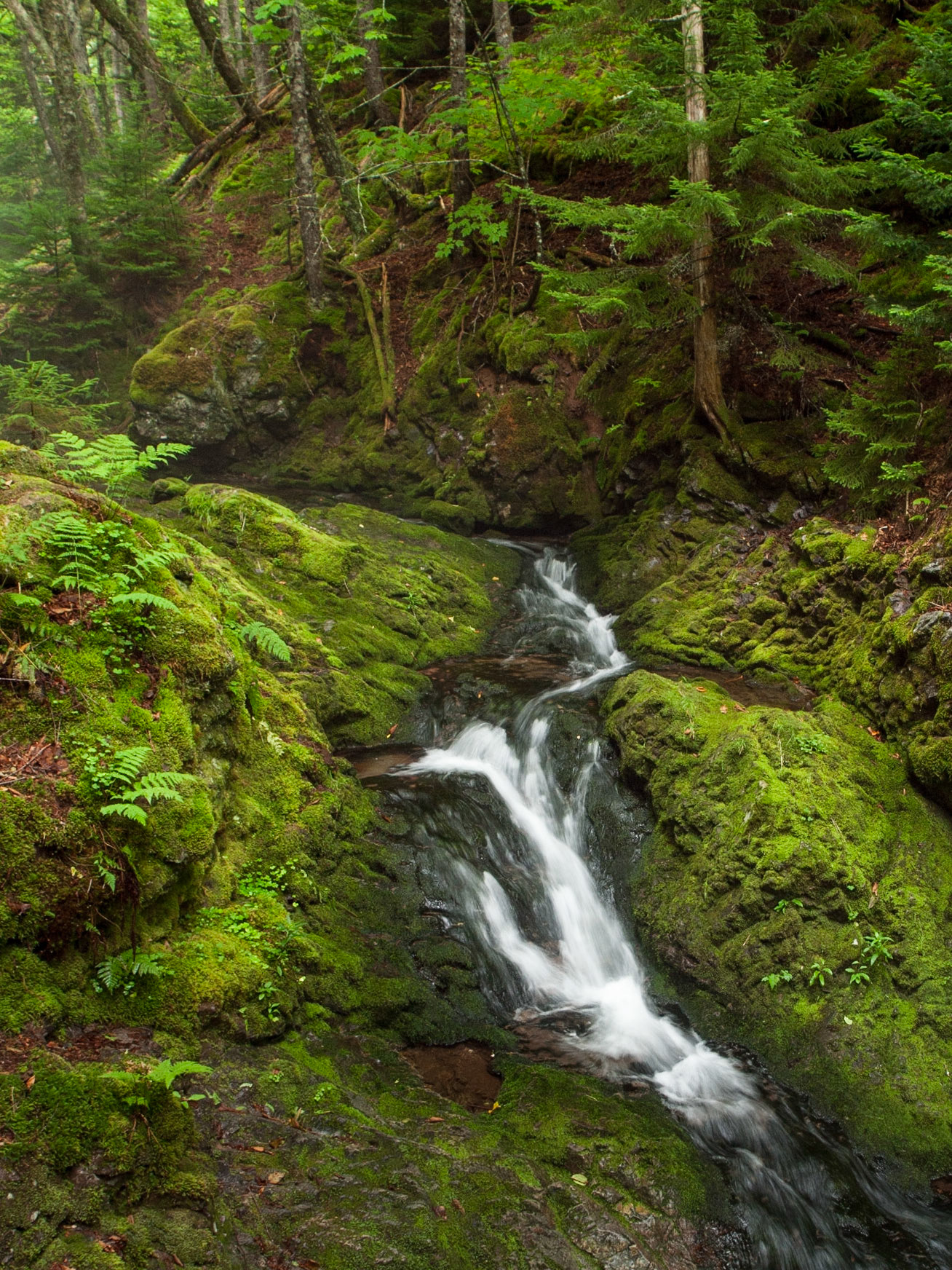 Small stream and waterfalls flows through a shady forest with bright green moss and fern-covered rocks