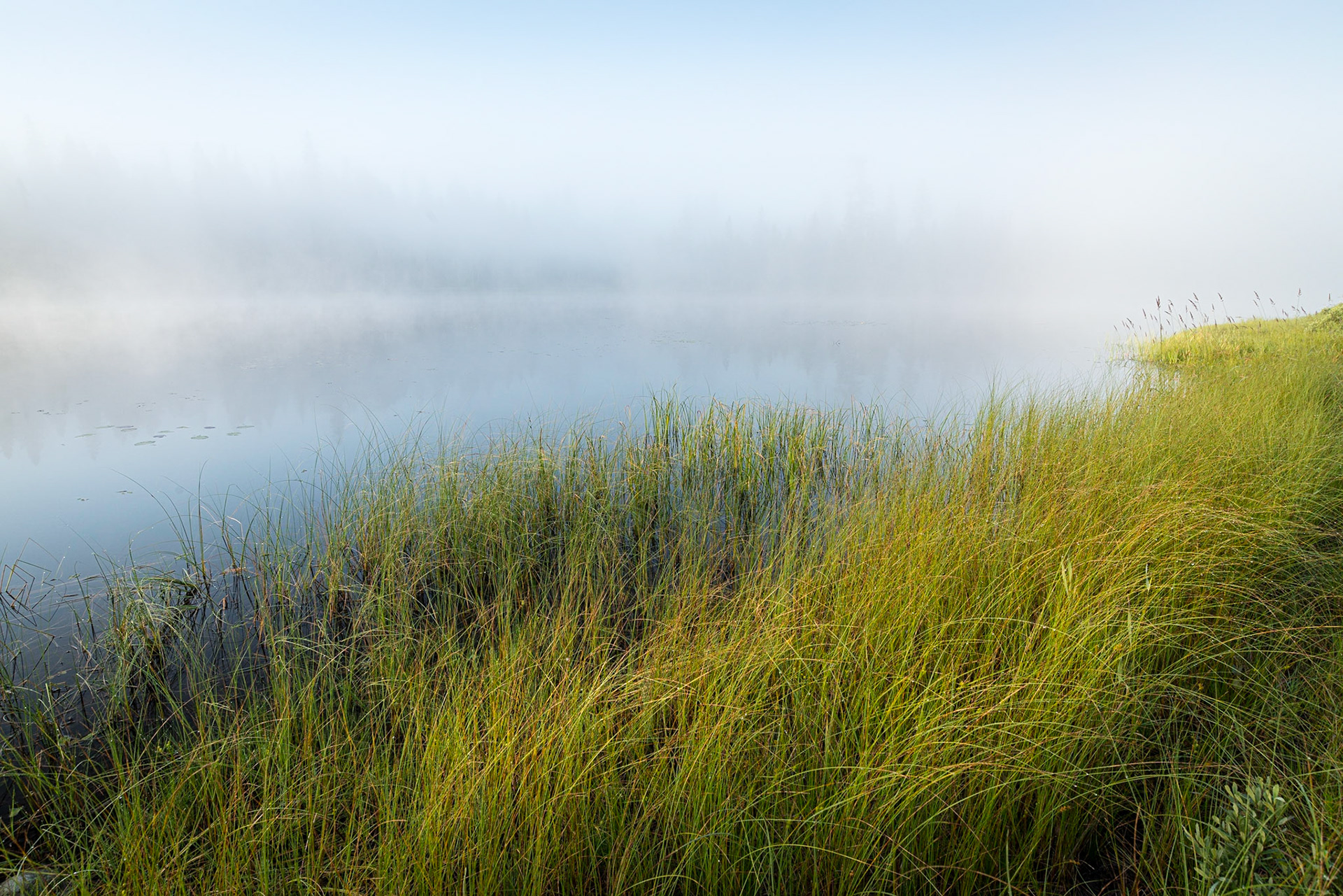 Shoreline Grasses and Mist, Rabbit Blanket Lake, Lake Superior Provincial Park, Ontario