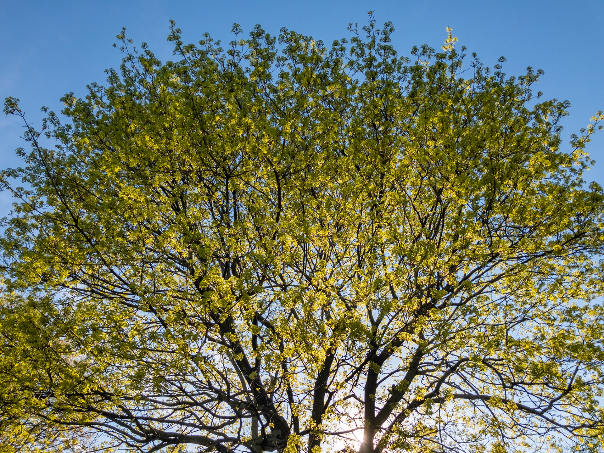 The setting sun illuminates a maple tree with its bright greens of early spring