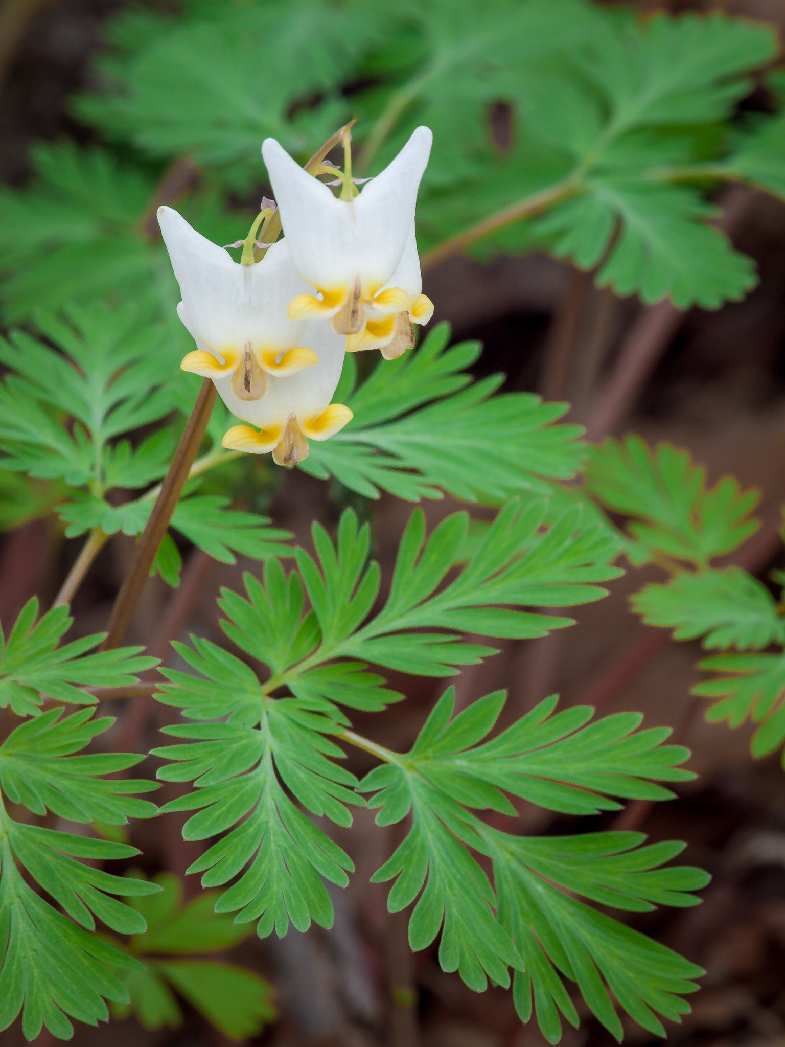 Dutchman's Breeches - V