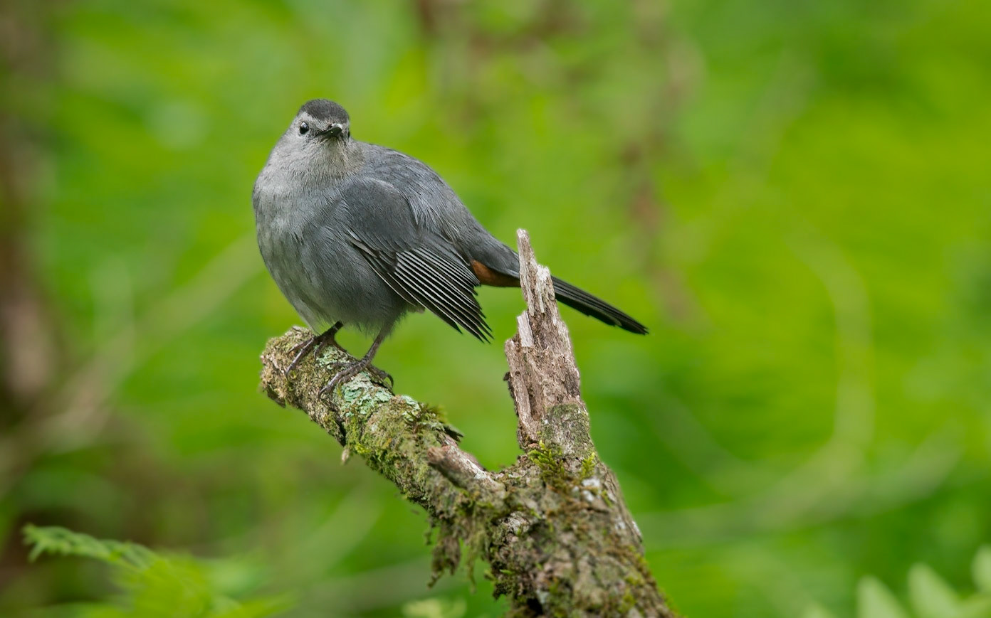 Grey Catbird