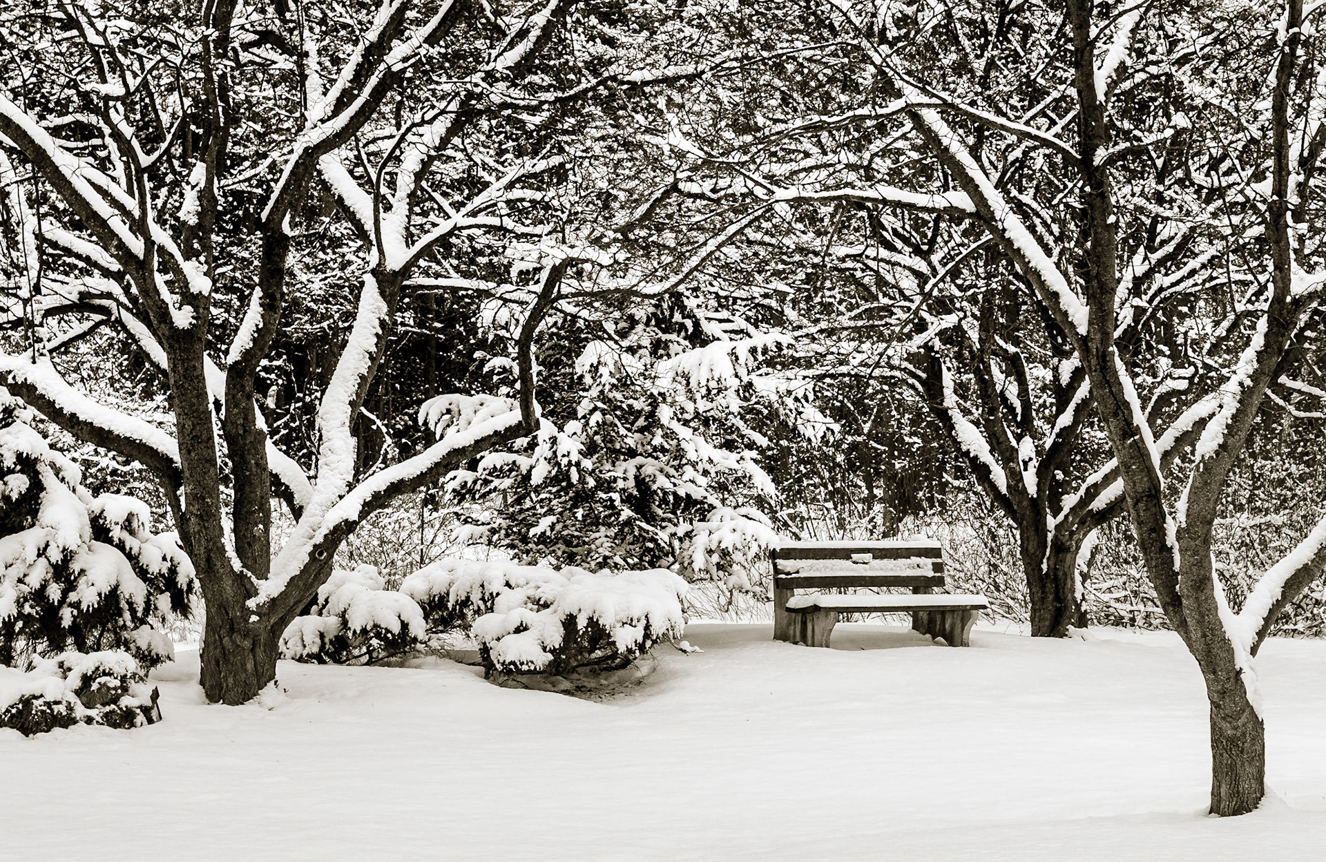 Bench in Snow