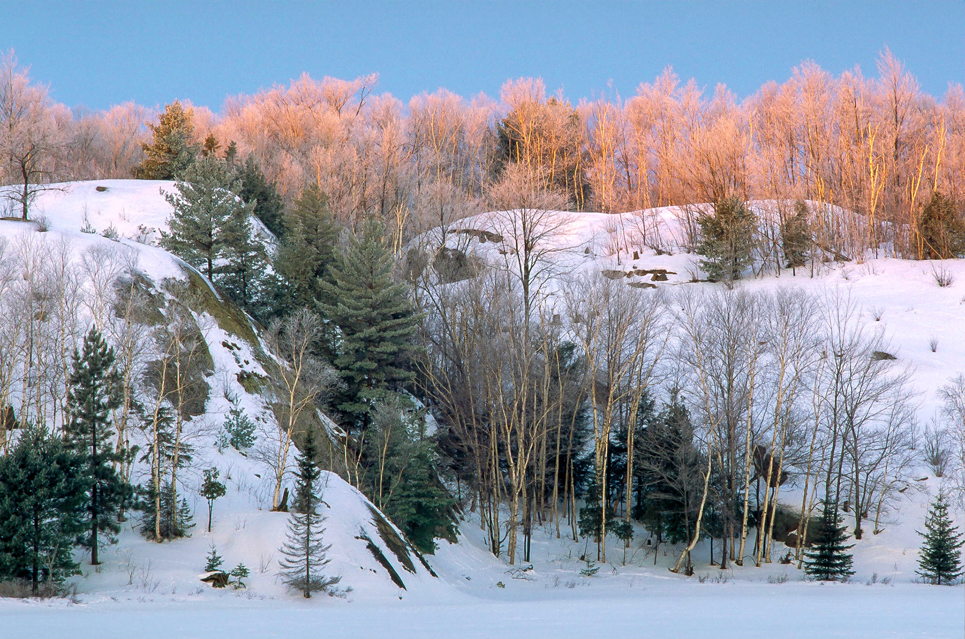The rose-coloured sunlight of sunrise strikes the bare, frosted trees along a high, snow-covered, rocky ridge in winter.