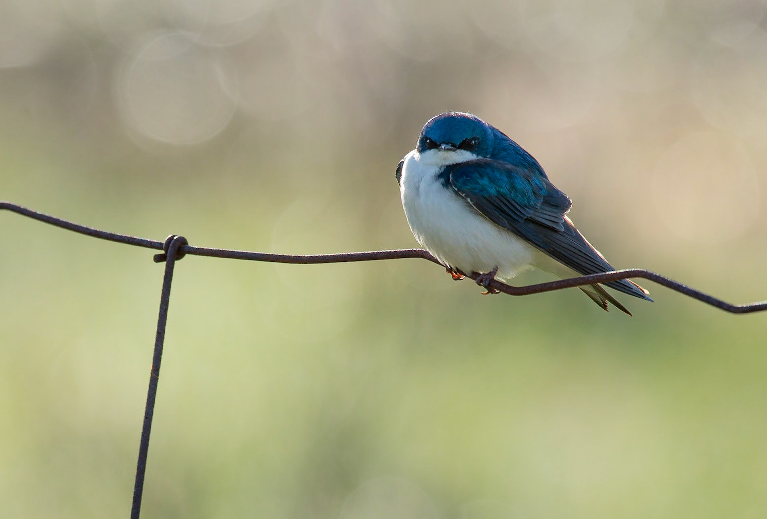 Male Tree Swallow