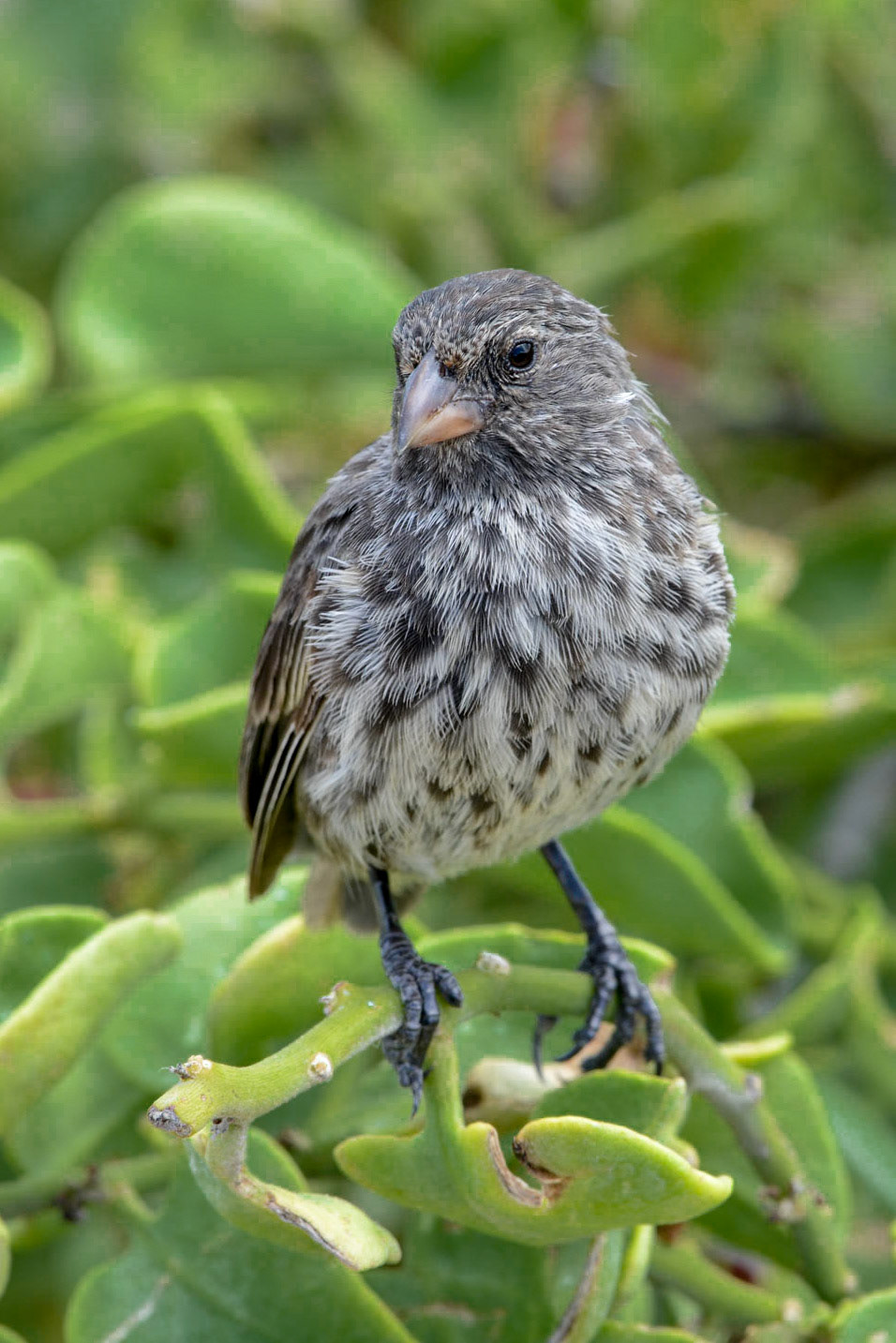 Medium Ground Finch (Geospiza fortis - Endemic), La Loberia, Isla San Cristóbal, Galápagos Islands, Ecuador