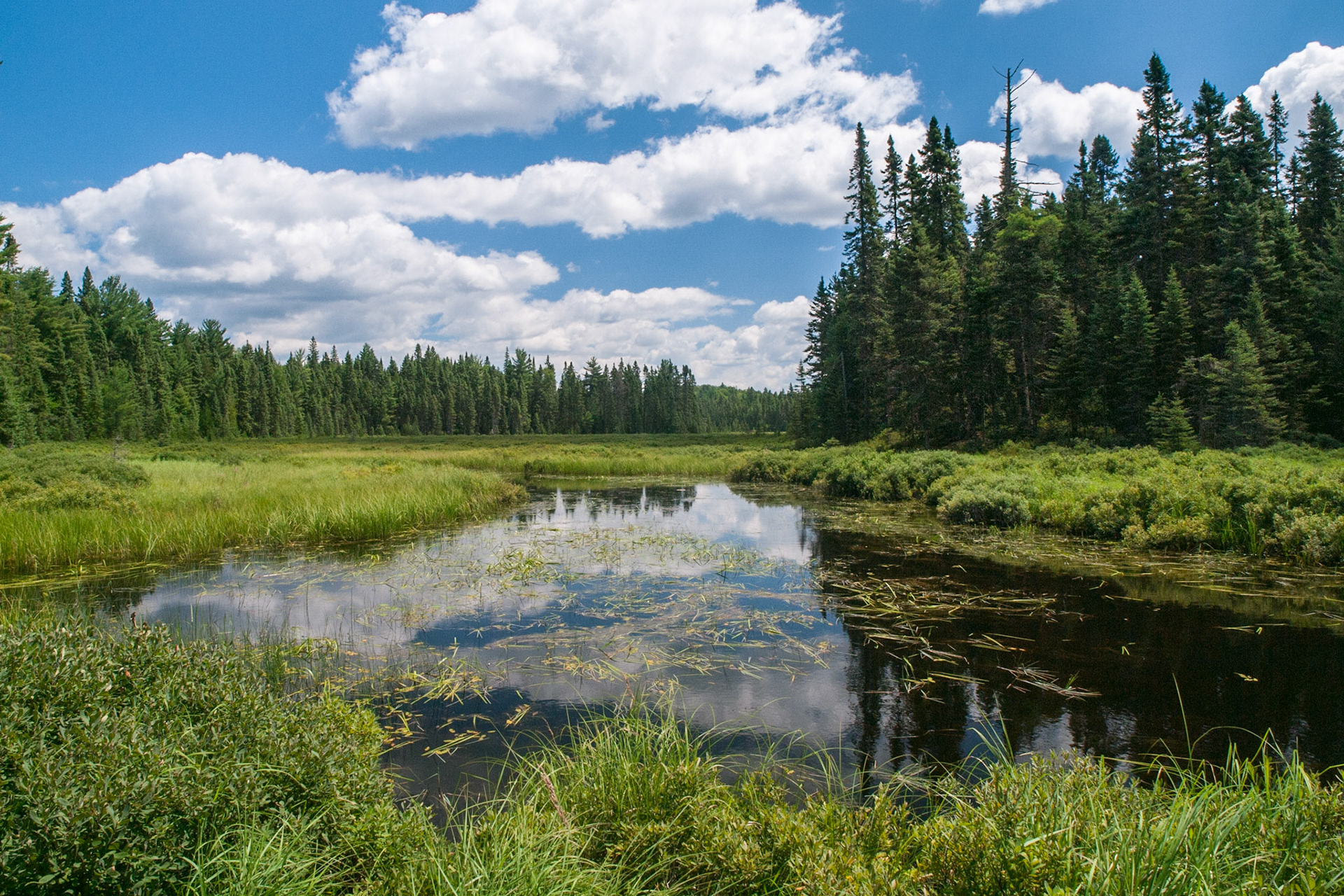 Beaver Meadow, Pond and Spruce Forest, Loughrin Creek, Algonquin Provincial Park, Ontario