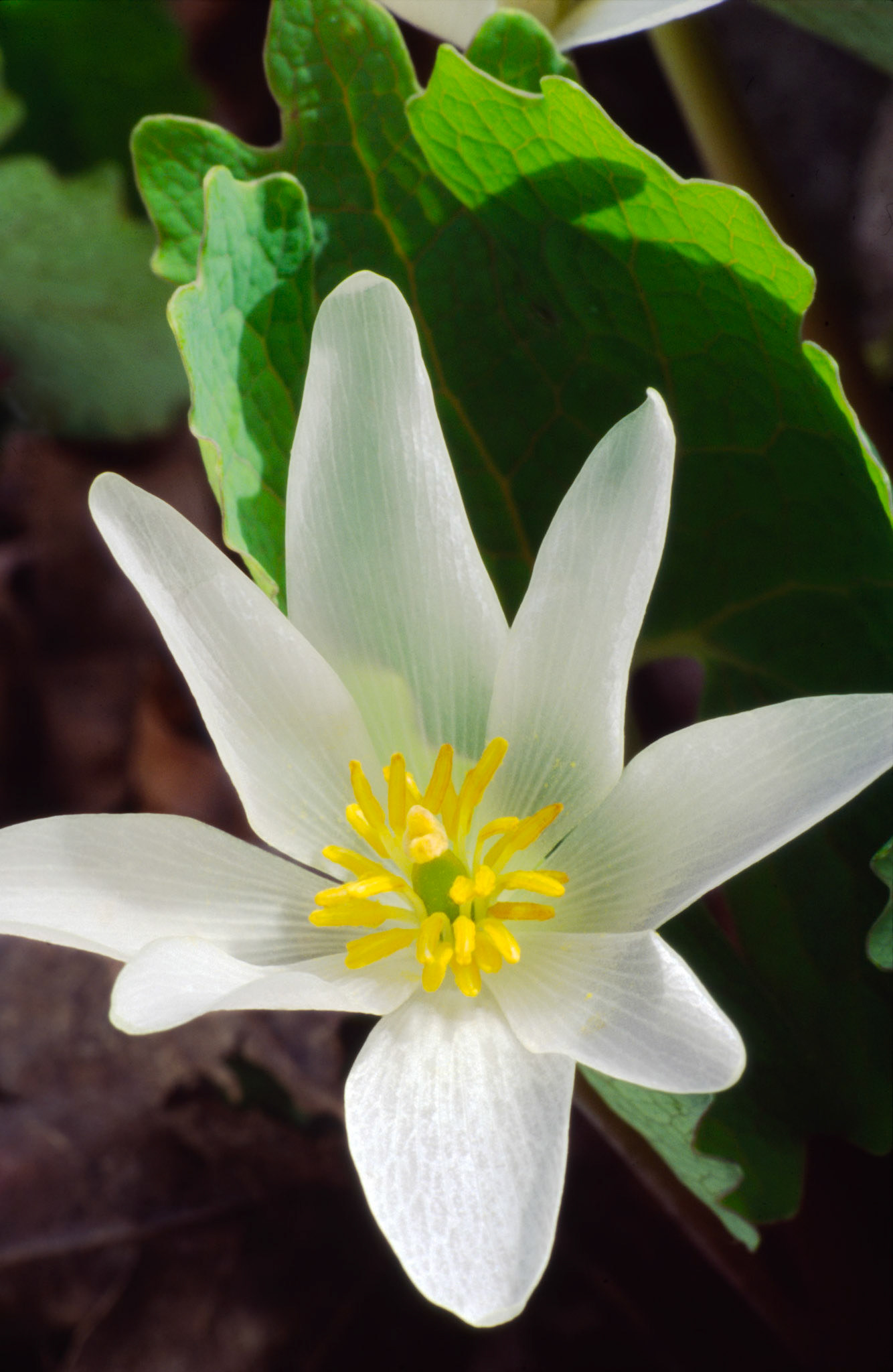 Bloodroot