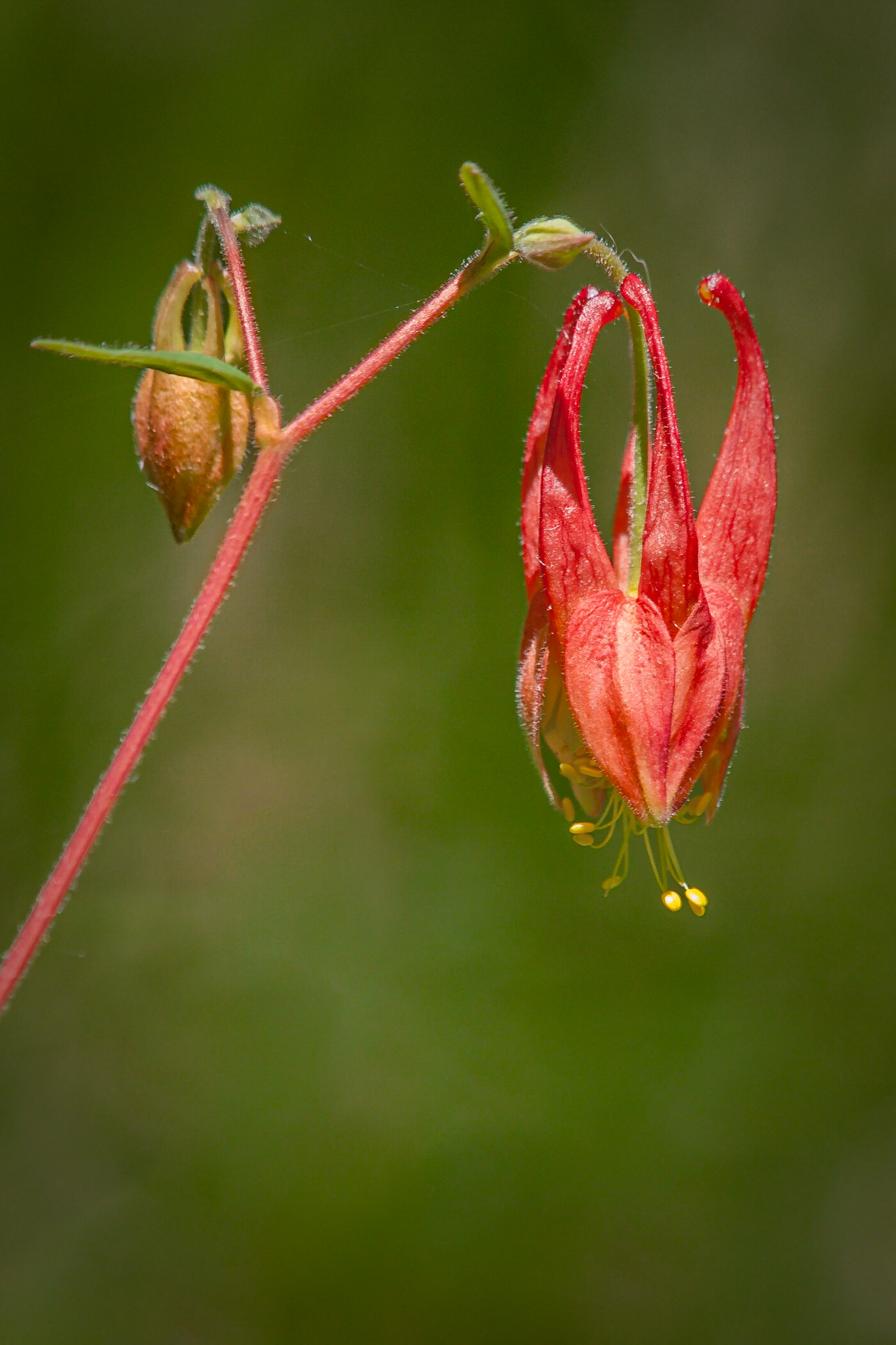 Columbine flower