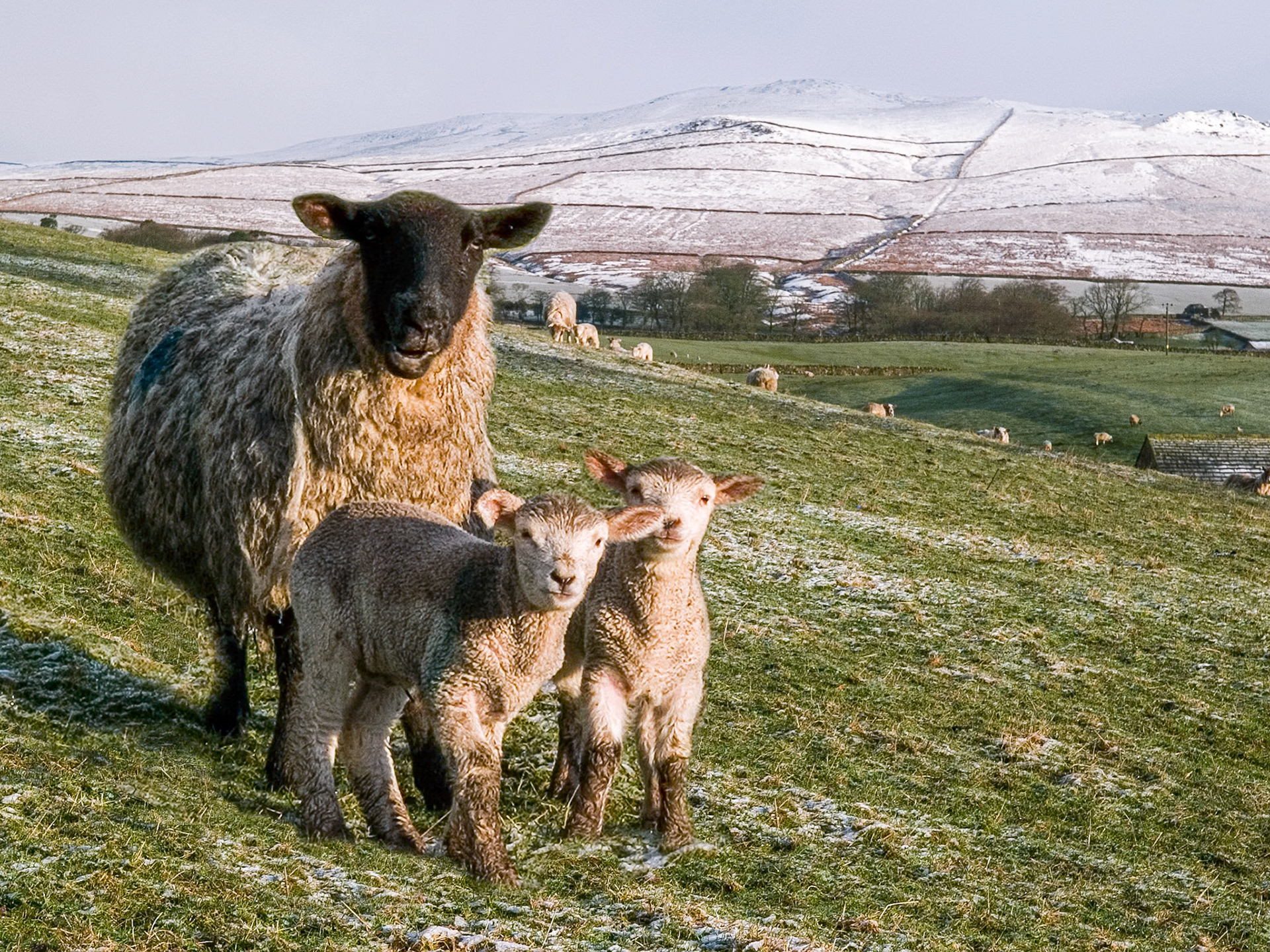 Lambs and Ewe, April SNow, Yorkshire