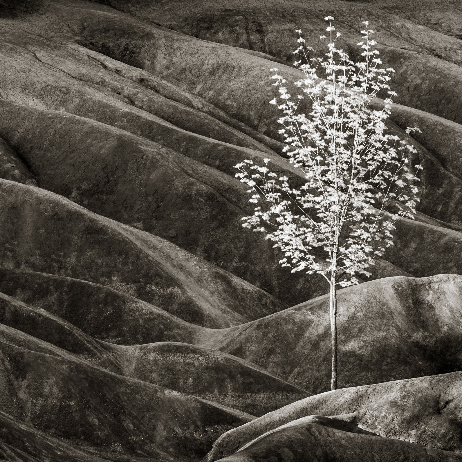 A brightly lit tree stands amidst the eroded clay-shale undulations of the Cheltenham Badlands, Peel Region, Ontario, Canada along the Bruce Trail on the Niagara Escarpment - a UNESCO World Biosphere Reserve