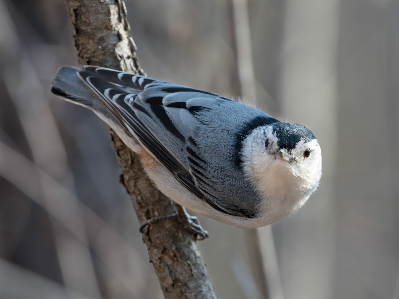 White-breasted Nuthatch
