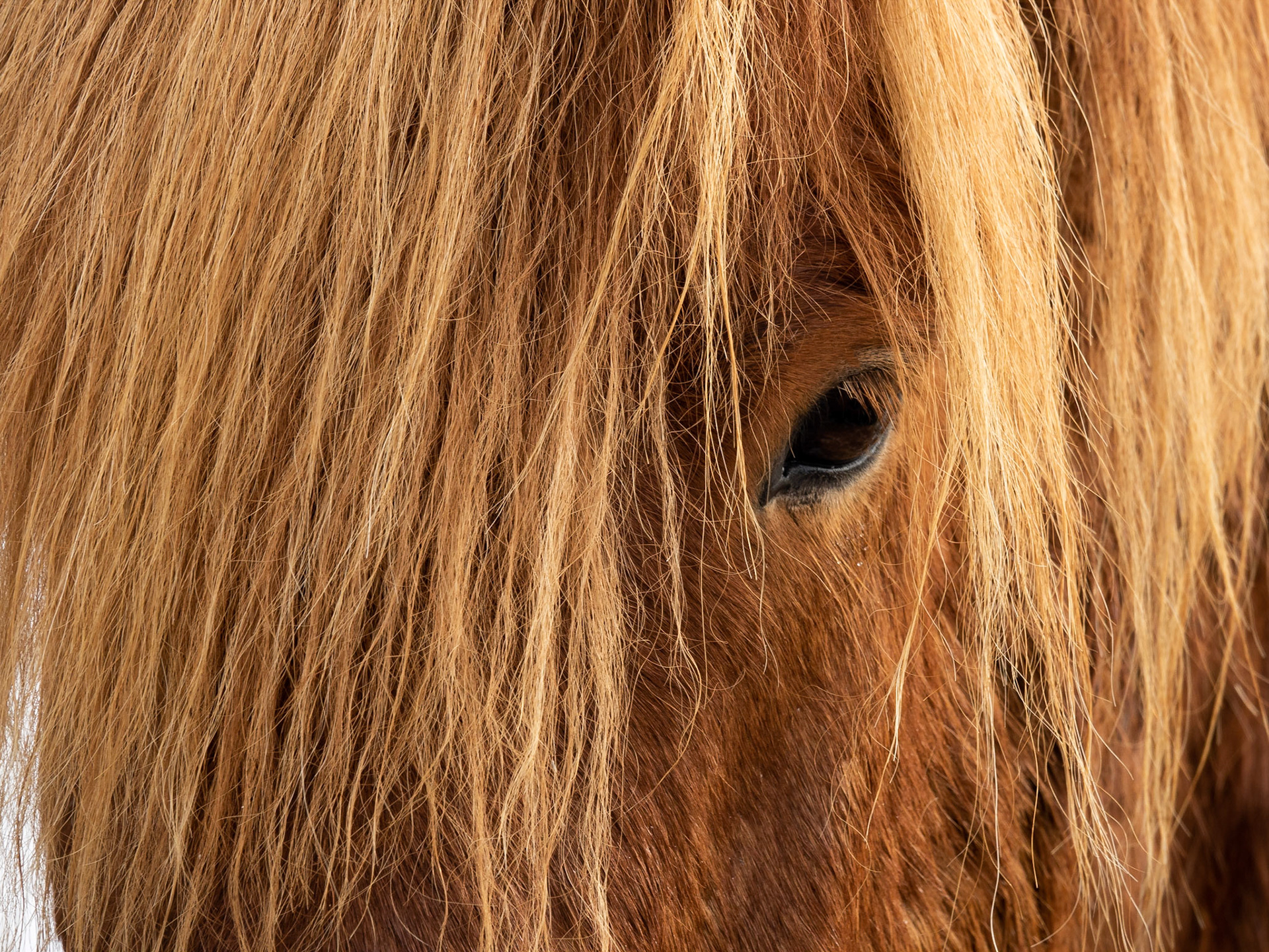 A red-brown and blonde Icelandic horse poses for a close-up portrait with just its eye and shaggy mane showing.