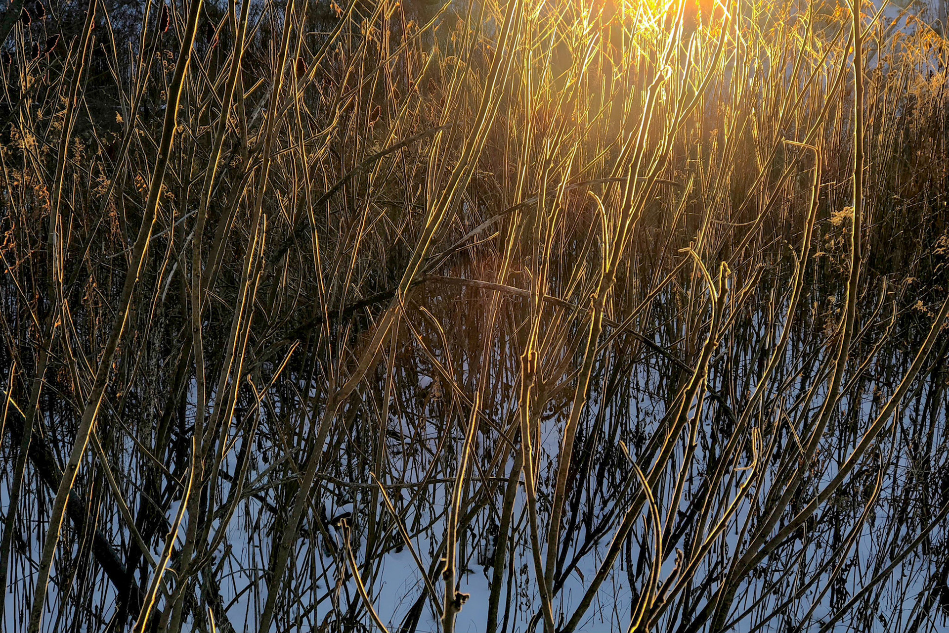 Staghorn Sumac, Winter Light