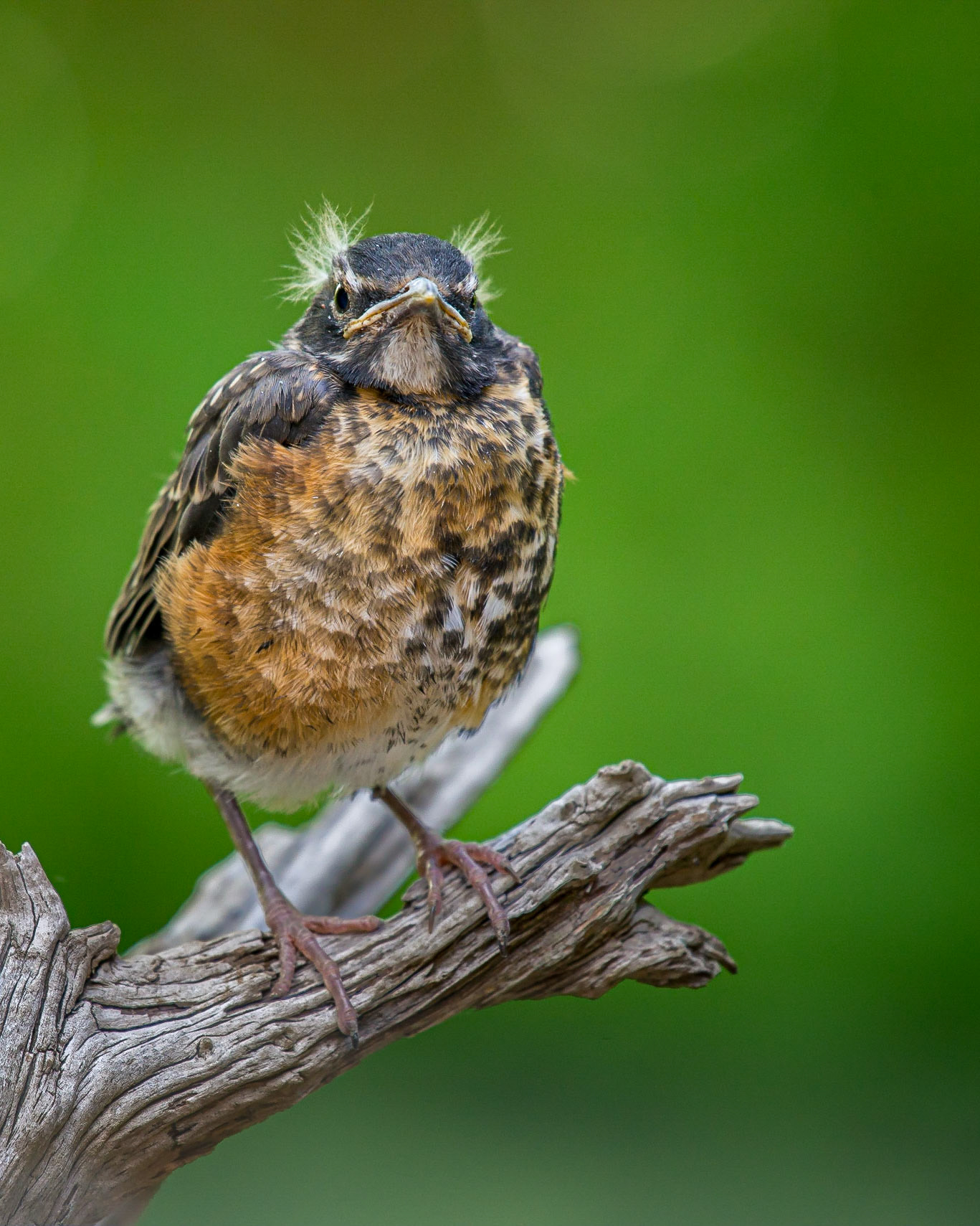 Juvenile Robin