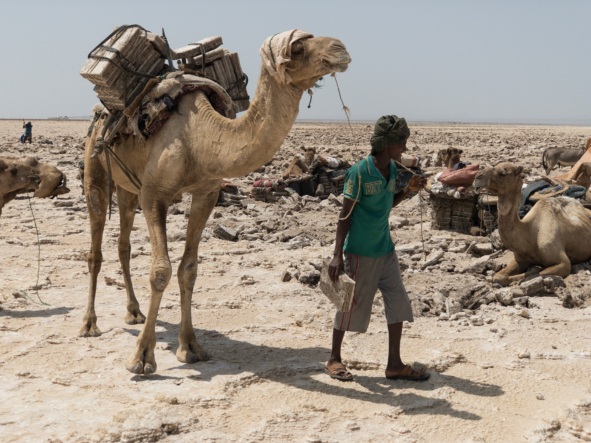 A camel driver leads a camel loaded with salt to join a camel train at a salt mine on Lake Asale, in Ethiopia's Danakil Depression, the hottest, driest, most inhospitable place on Earth.